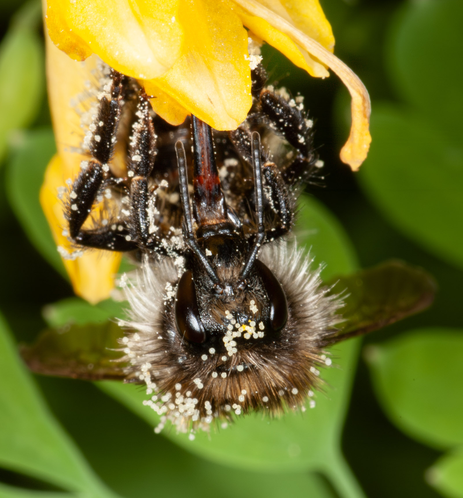 Bombus pascuorum