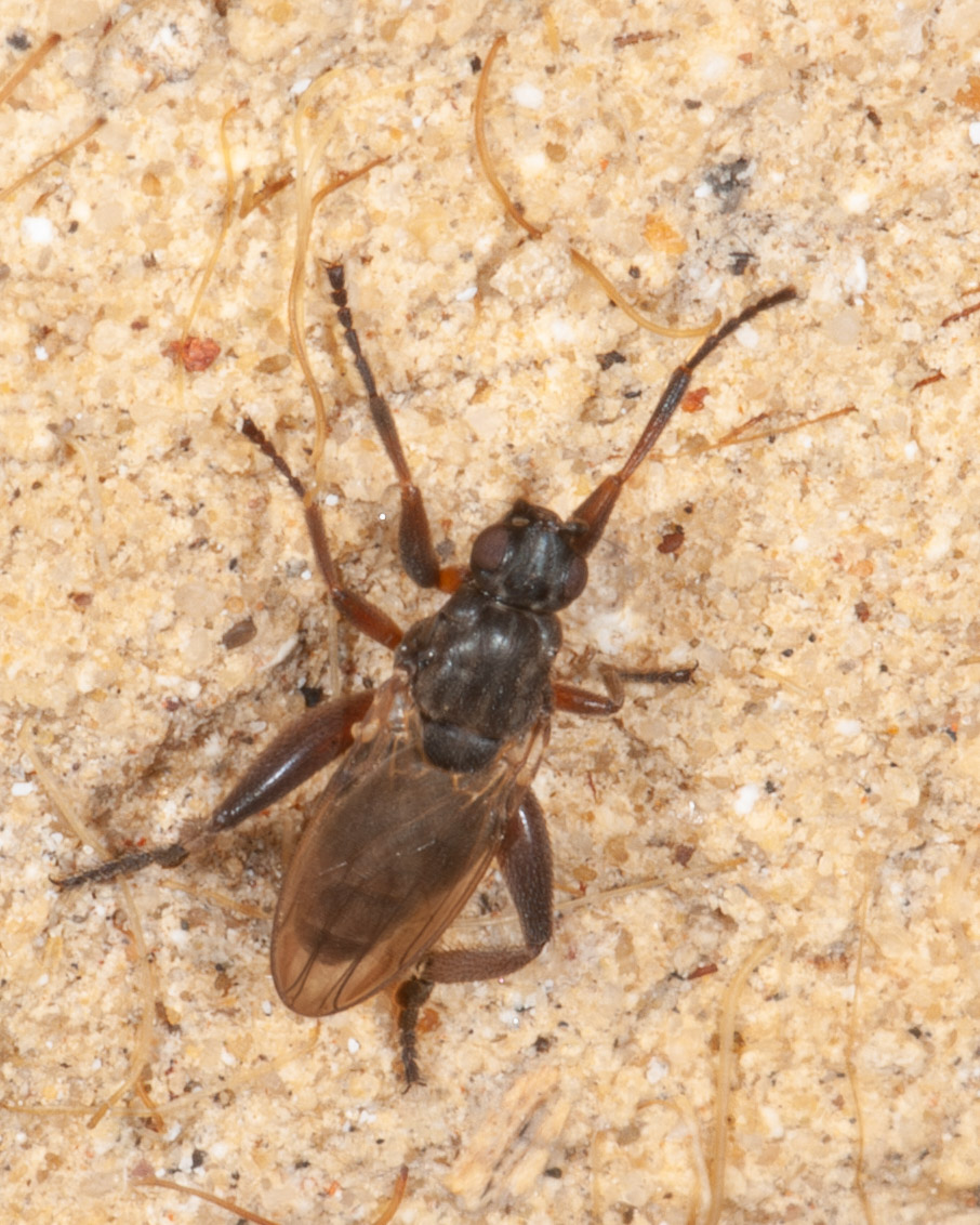 Sphaerocera curvipes