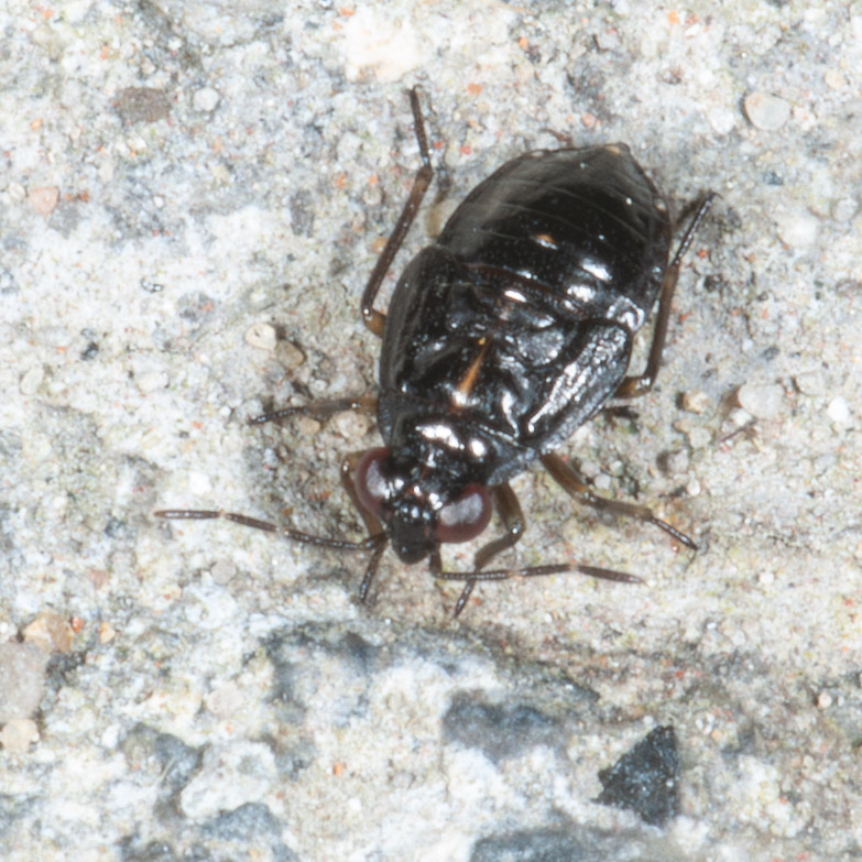 Saldidae sp.