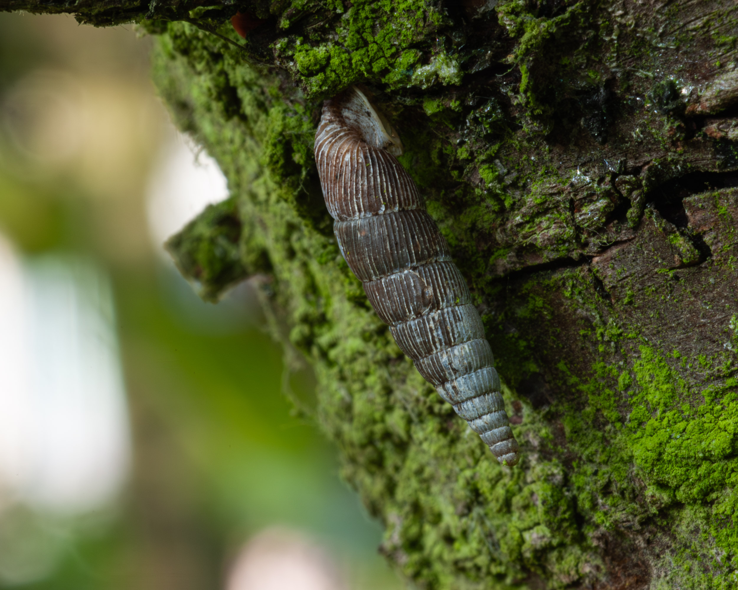 Alinda biplicata