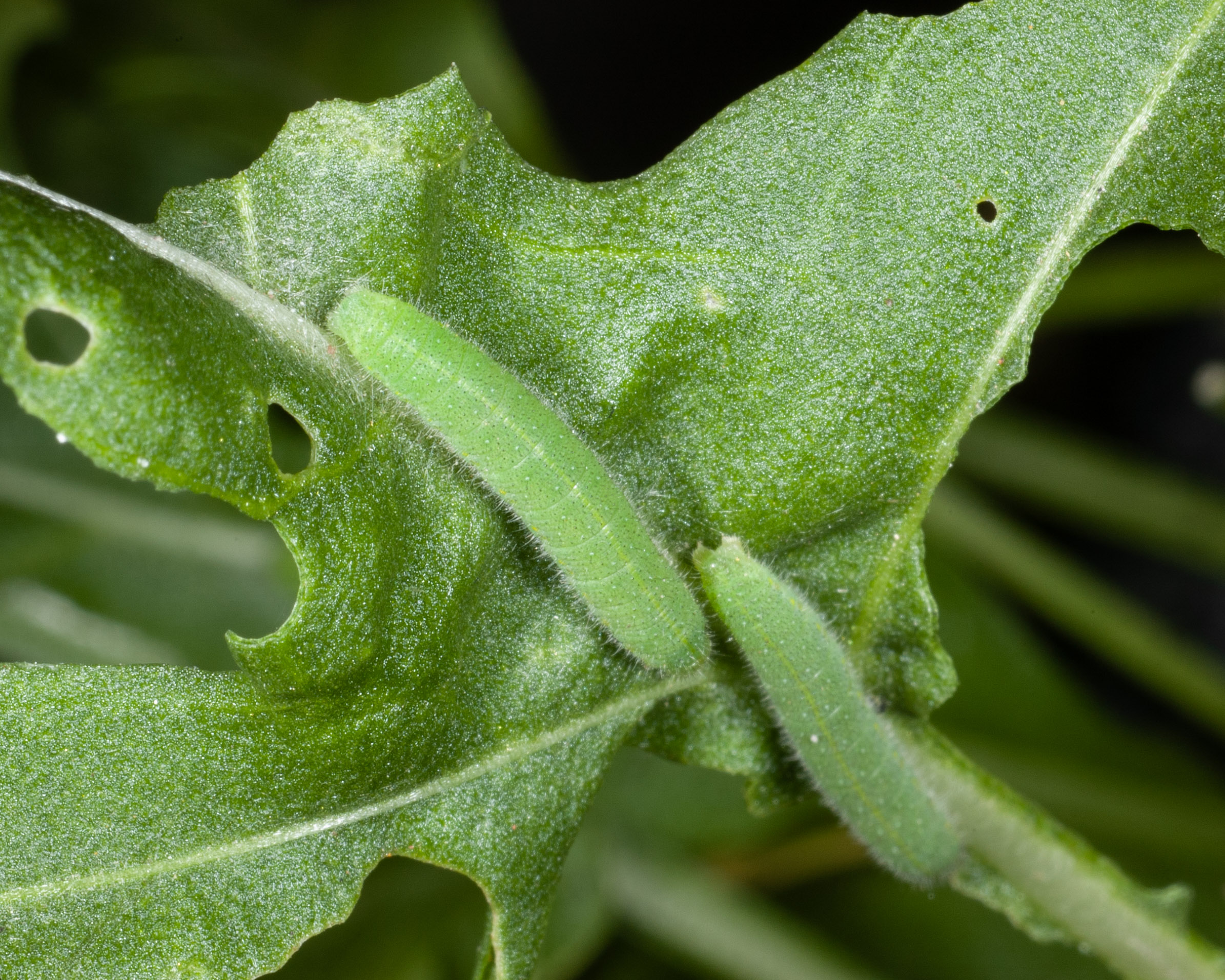 Pieris rapae