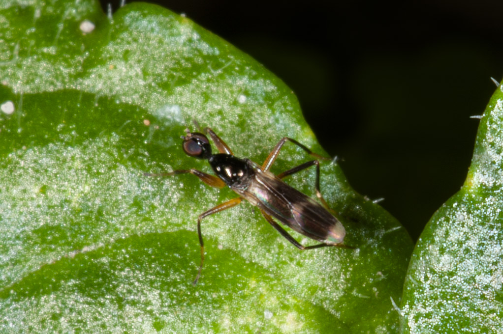 Tachydromia sp.