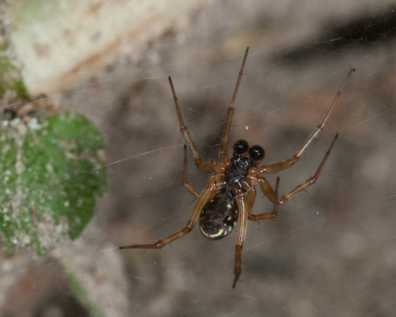 Pachygnatha degeeri