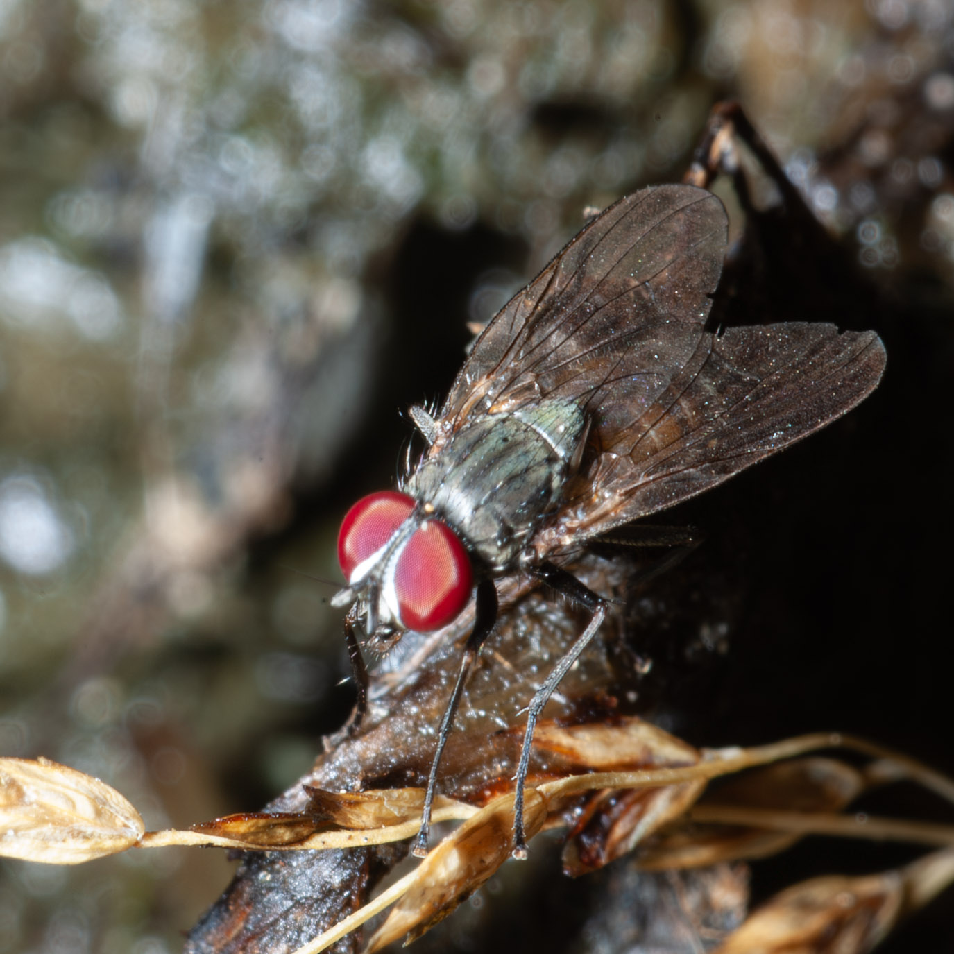 Fannia sp.