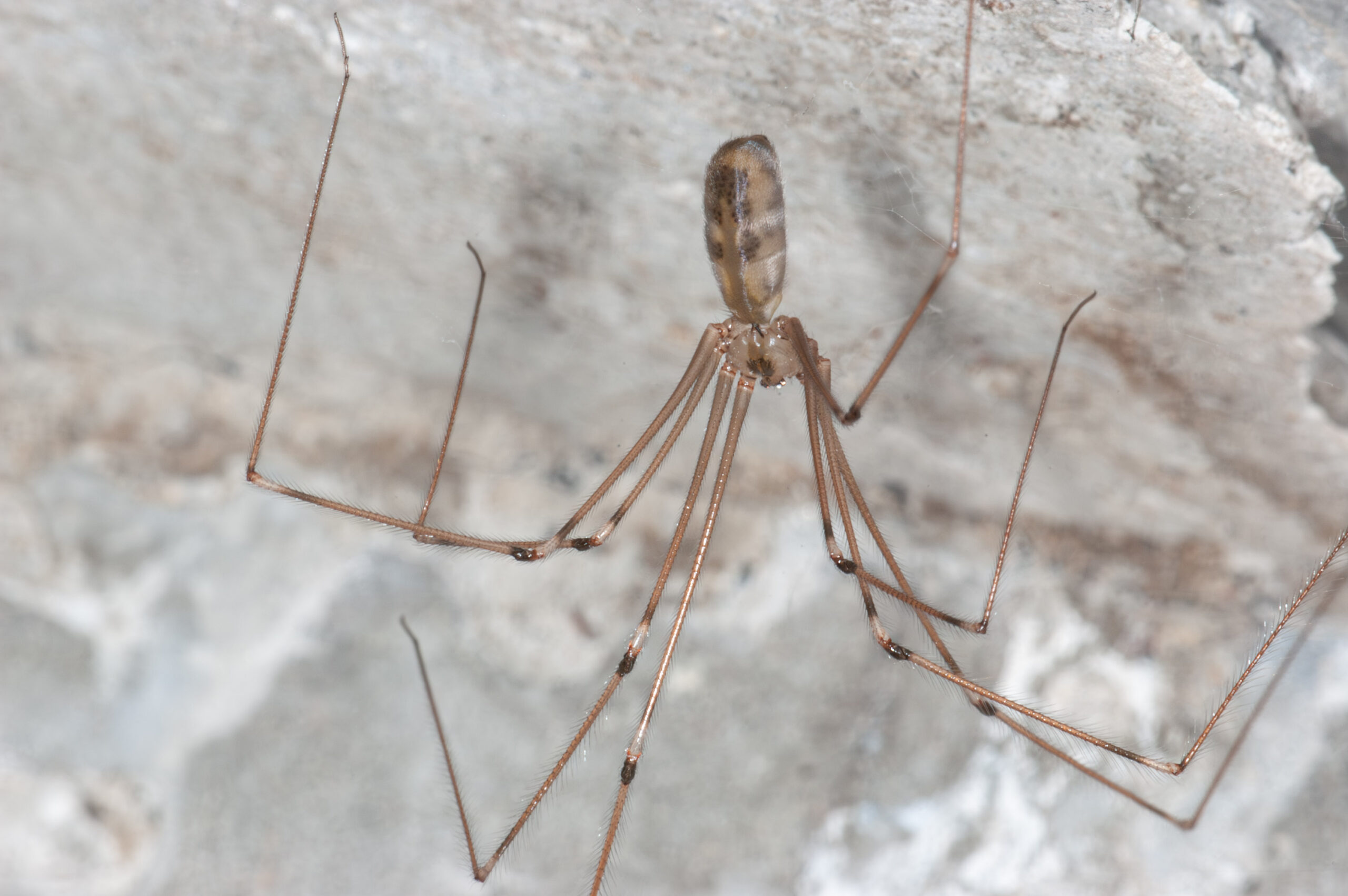 Pholcus phalangioides