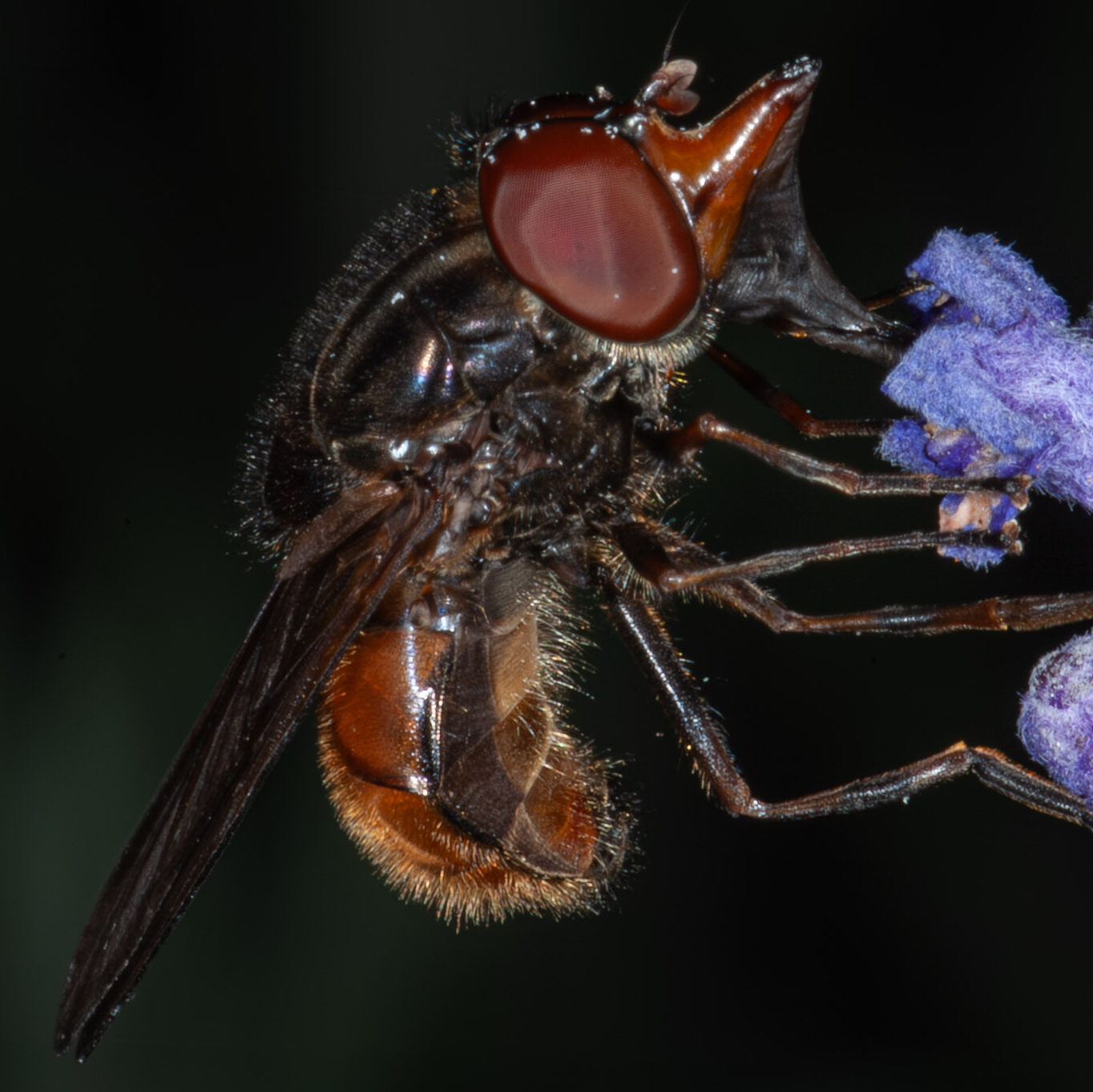 Rhingia campestris