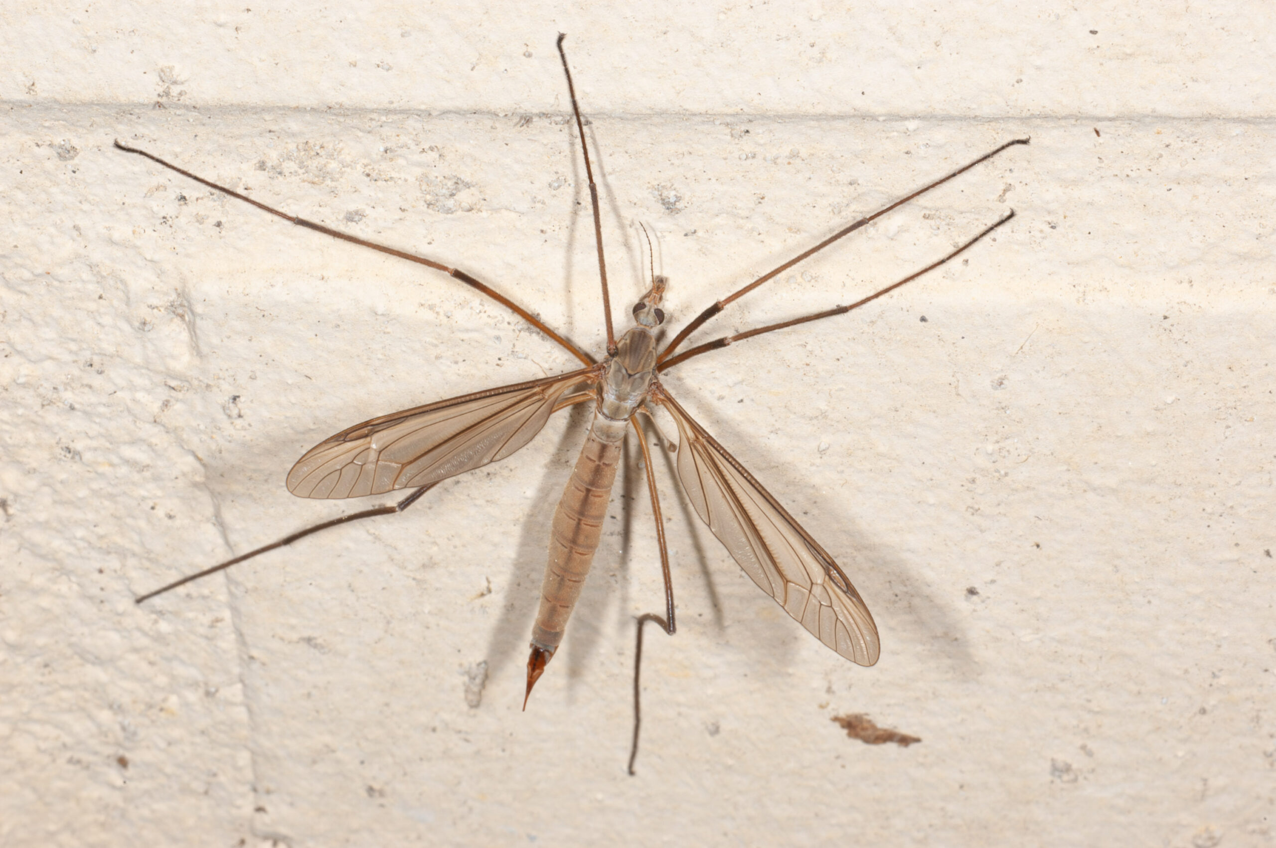 Tipula paludosa