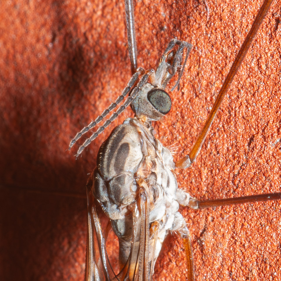 Tipula confusa