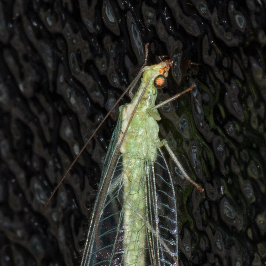 Chrysoperla carnea