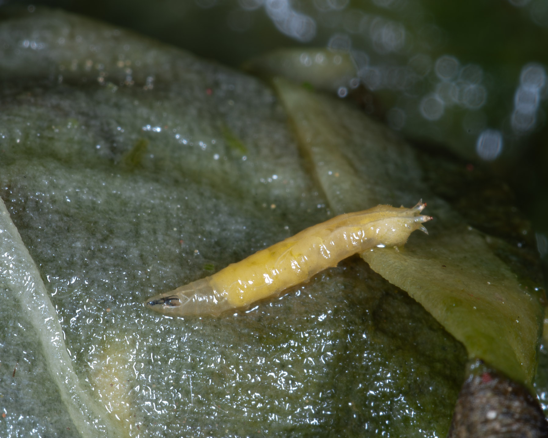 Syrphida sp.