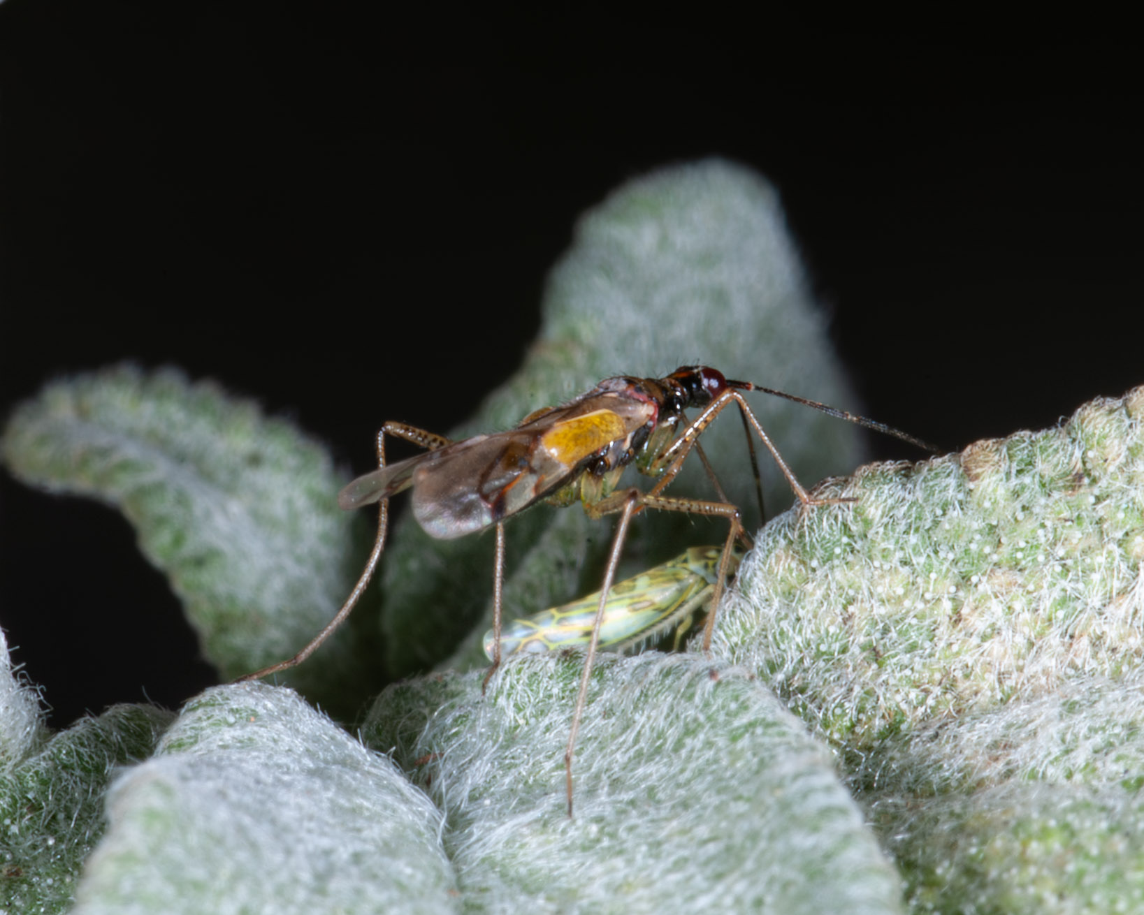 Dicyphus errans