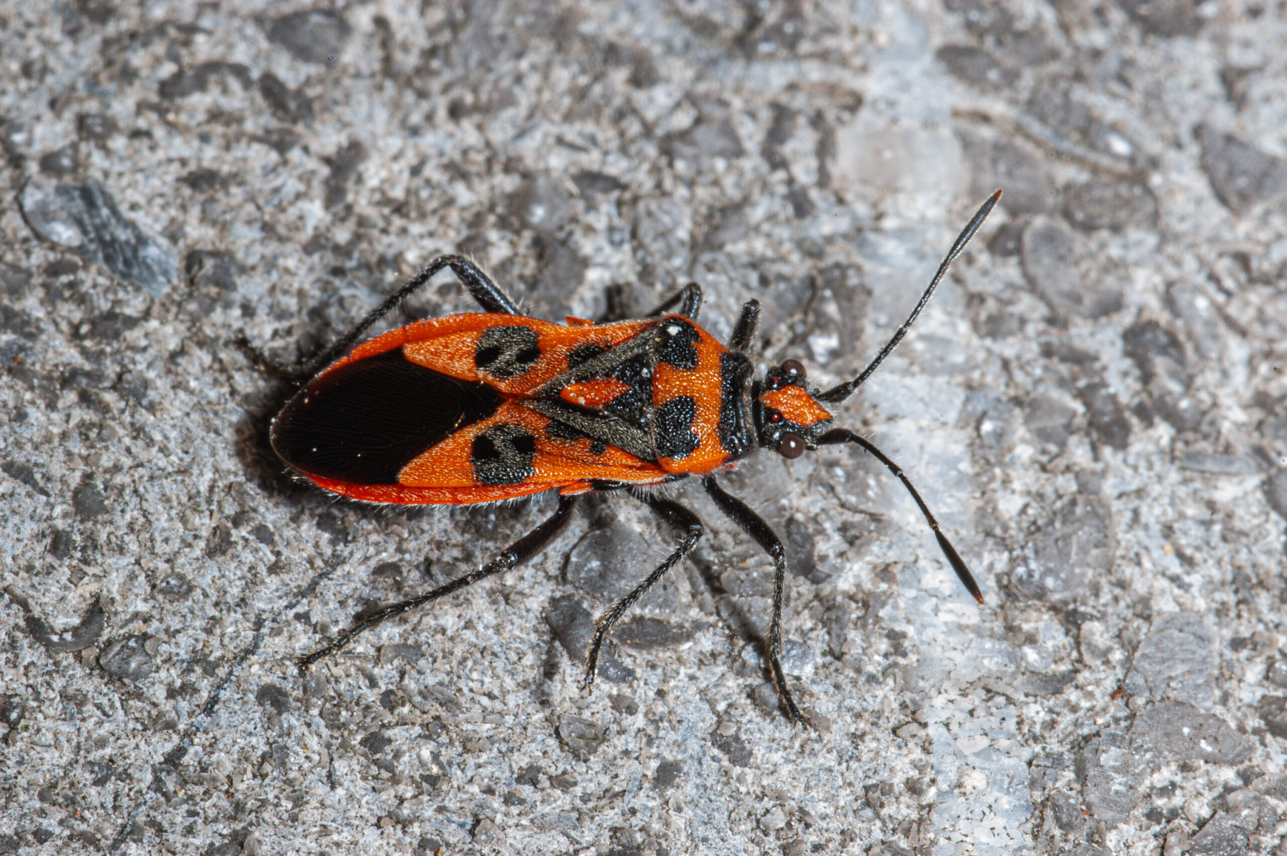 Corizus hyoscyami