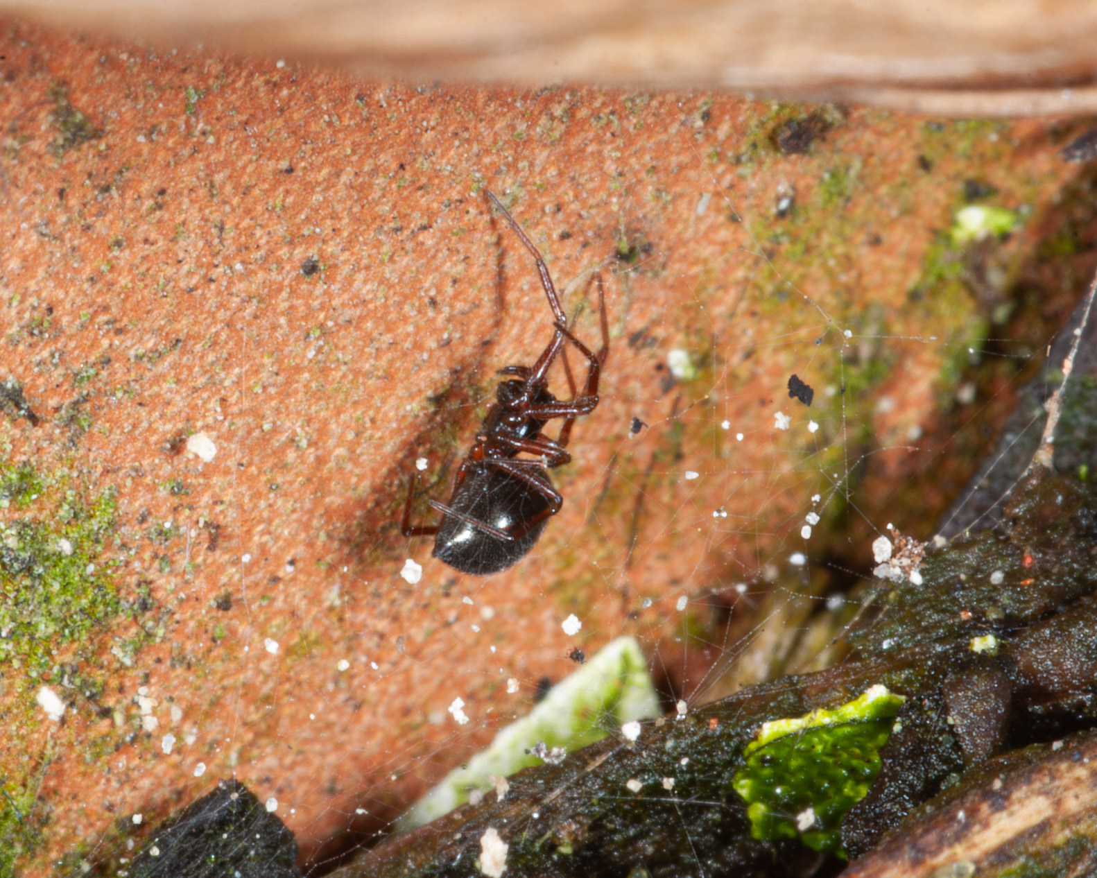 Steatoda bipunctata