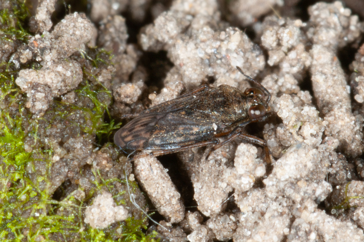 Saldula saltatoria