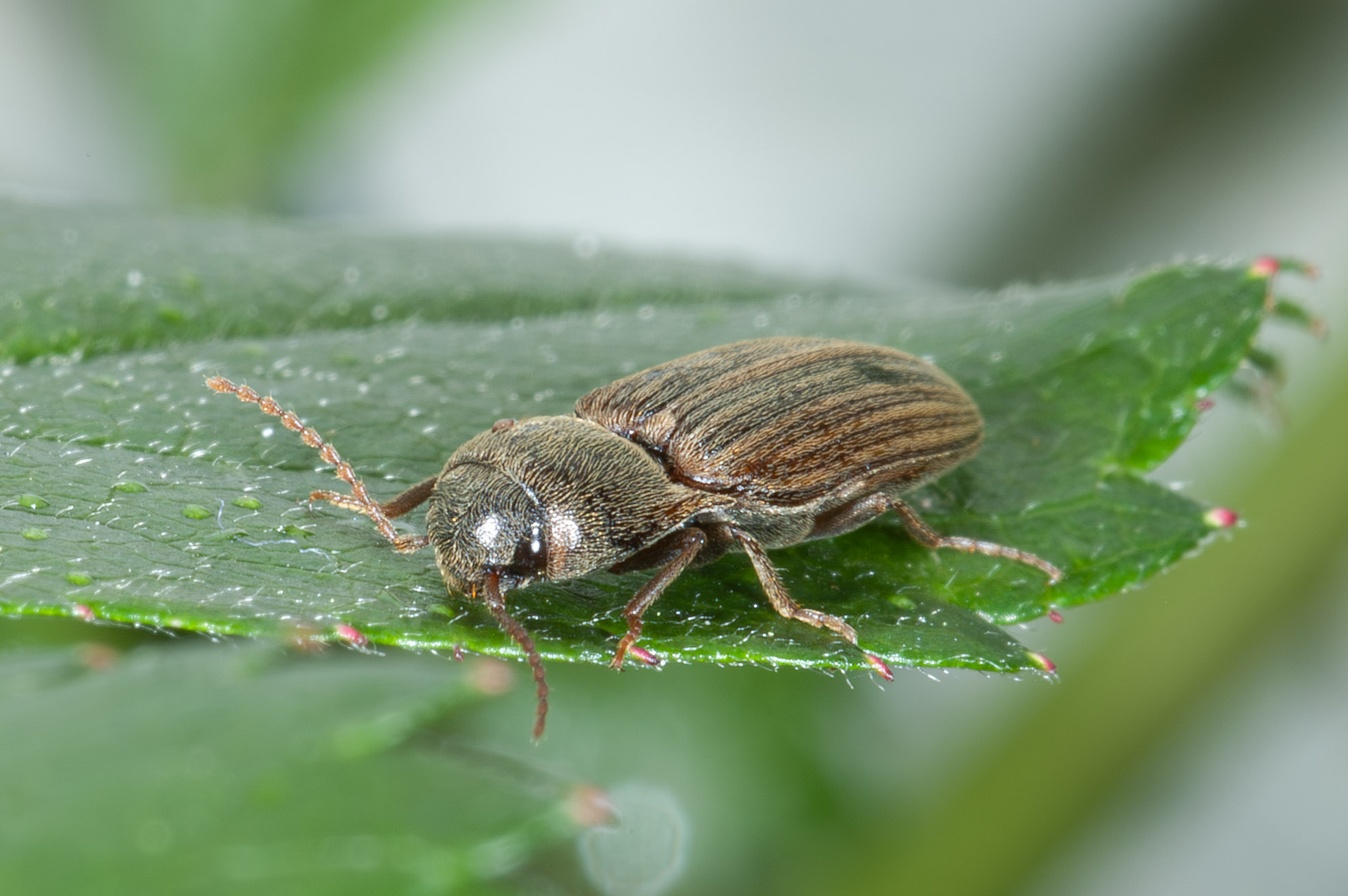 Agriotes lineatus