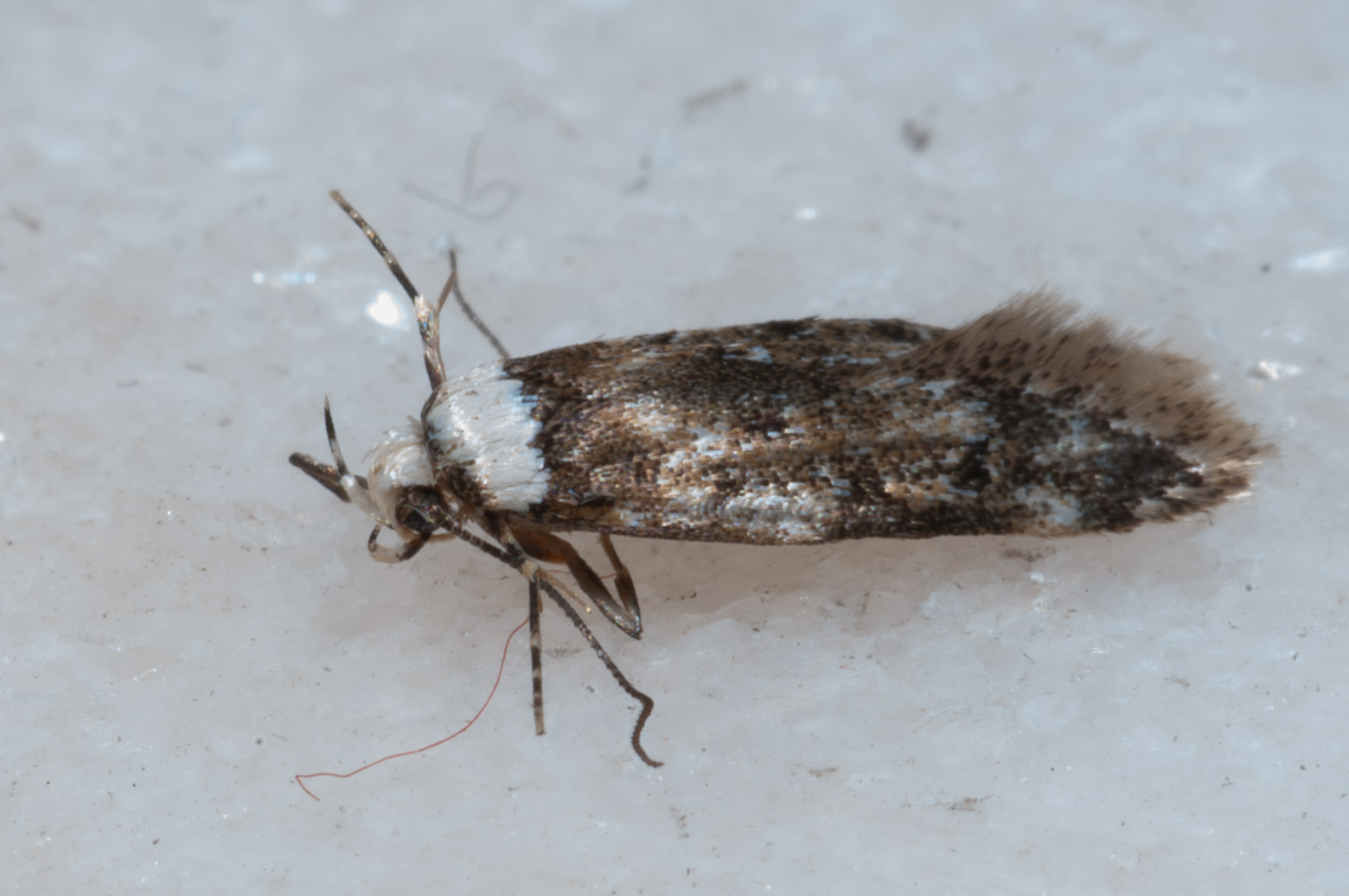 Endrosis sarcitrella