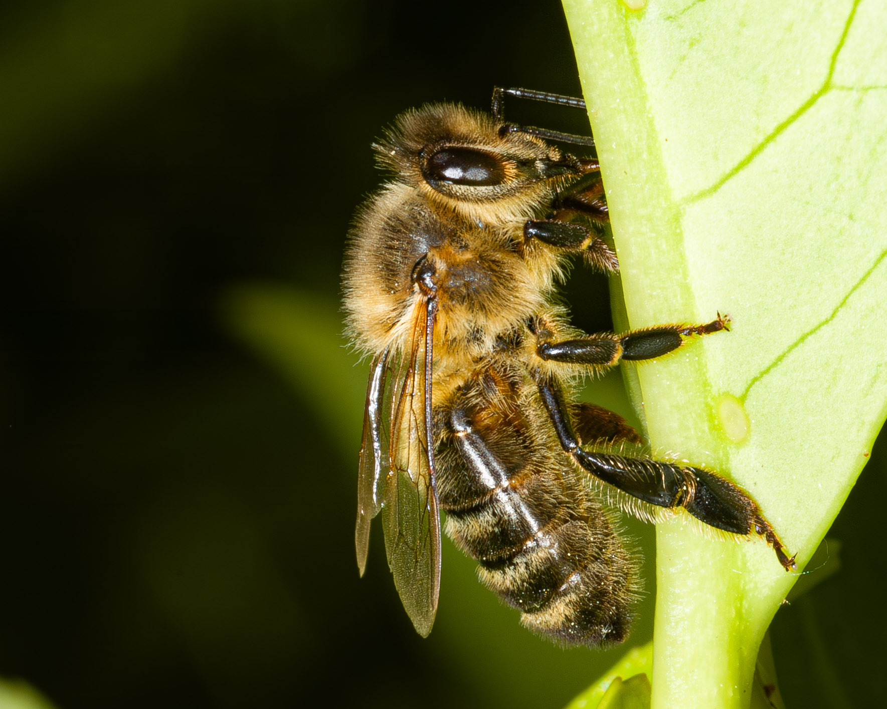 Apis mellifera