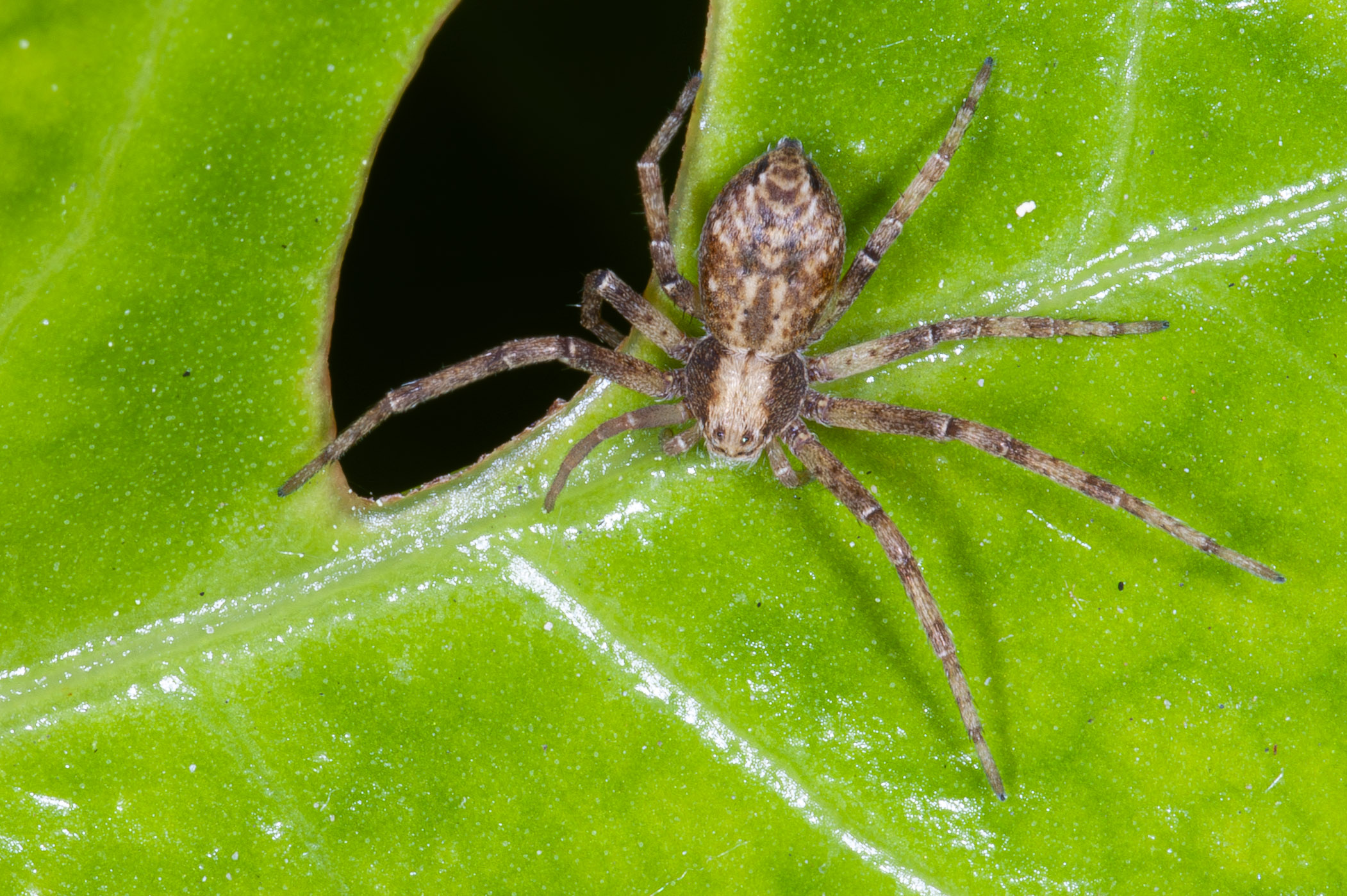 Philodromus dispar