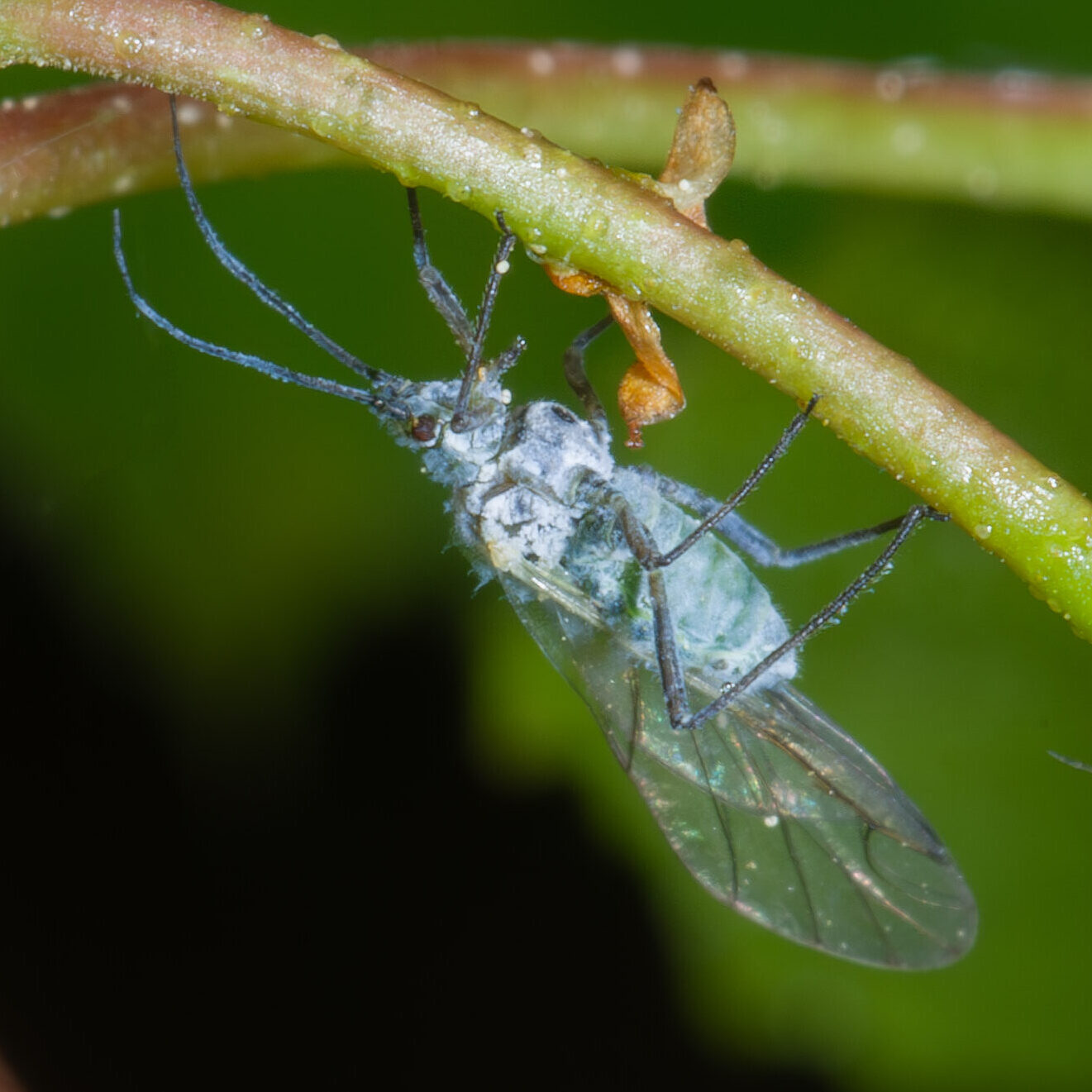 Euceraphis betulae