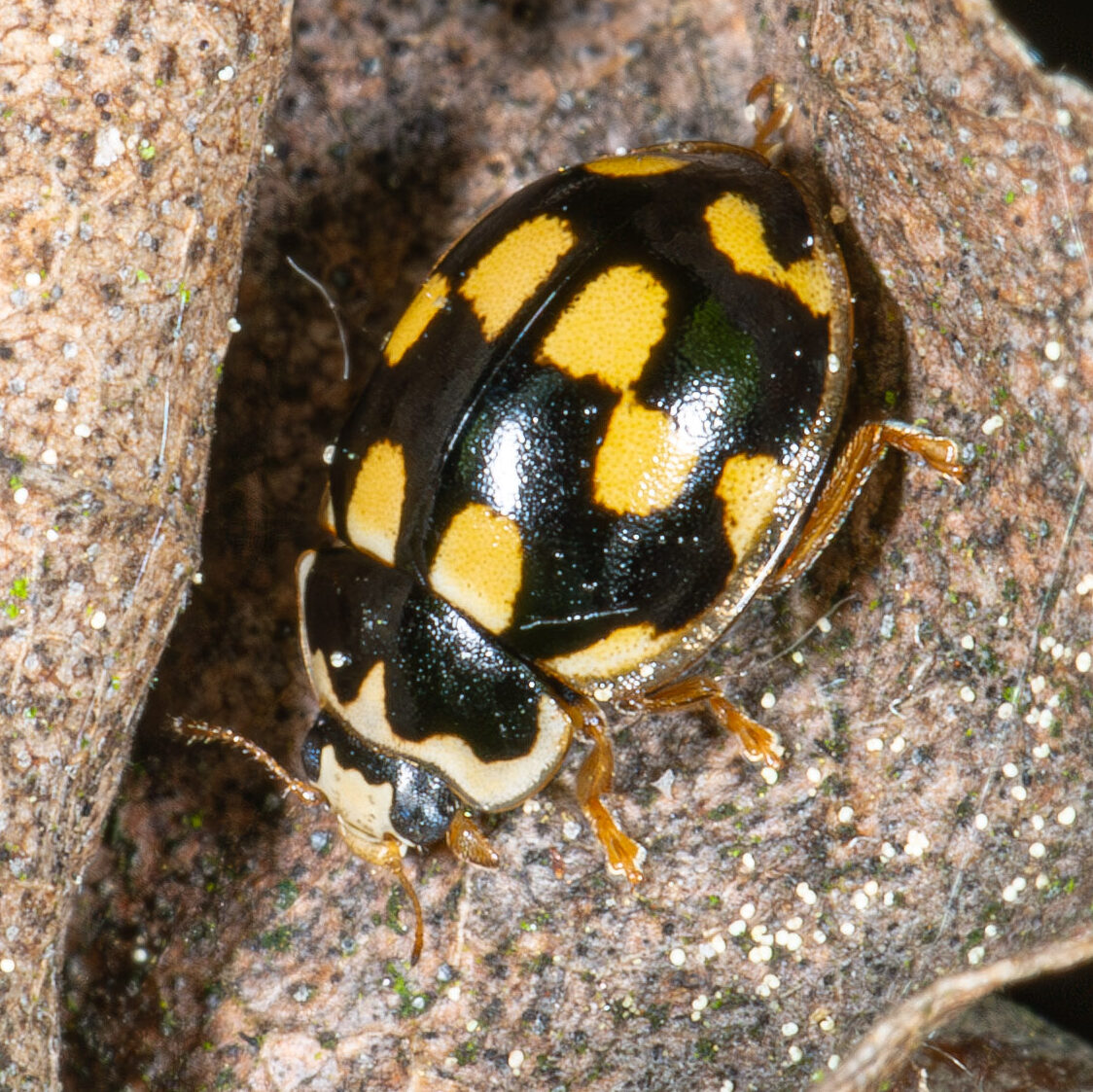 Propylea quatuordecimpunctata