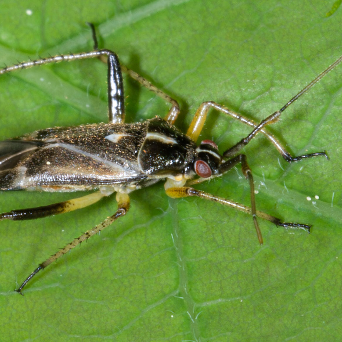 Harpocera thoracica