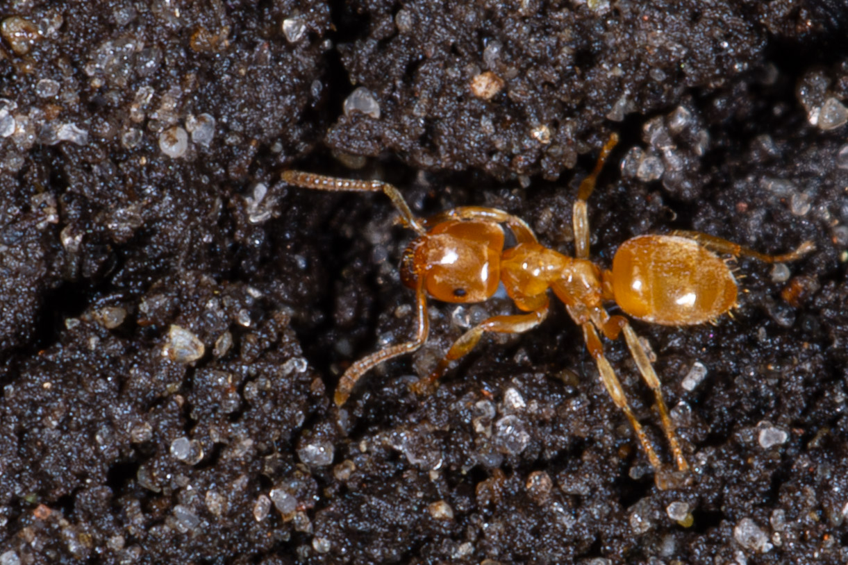 Lasius flavus