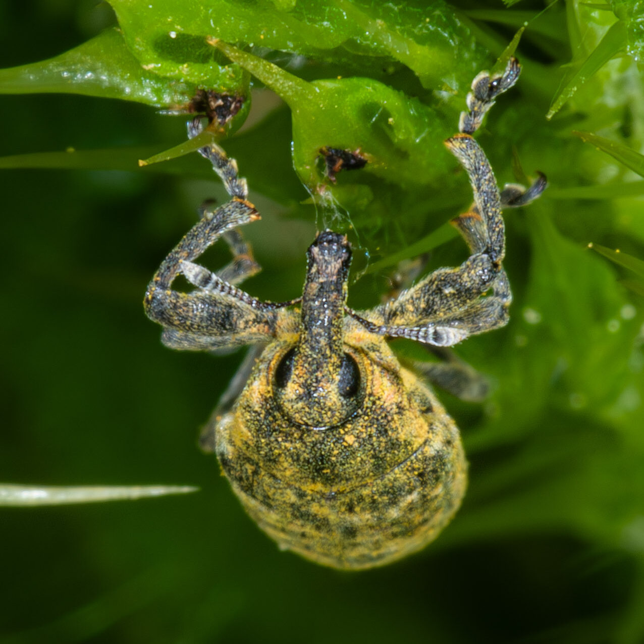 Larinus planus