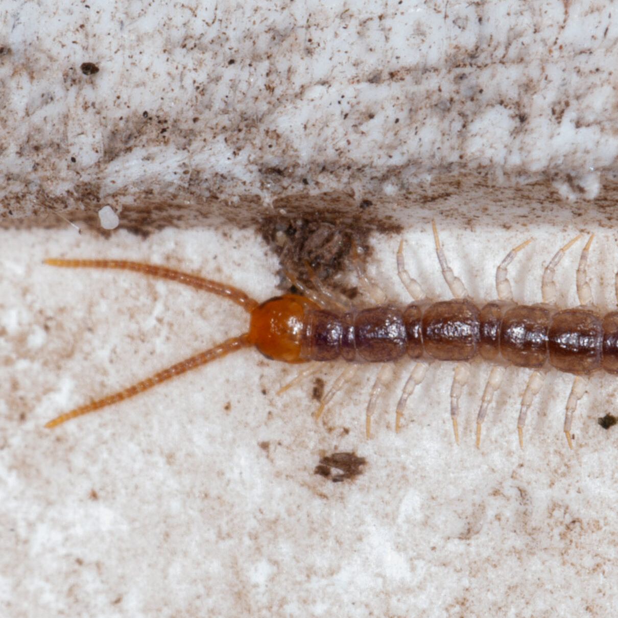 Lithobius microps