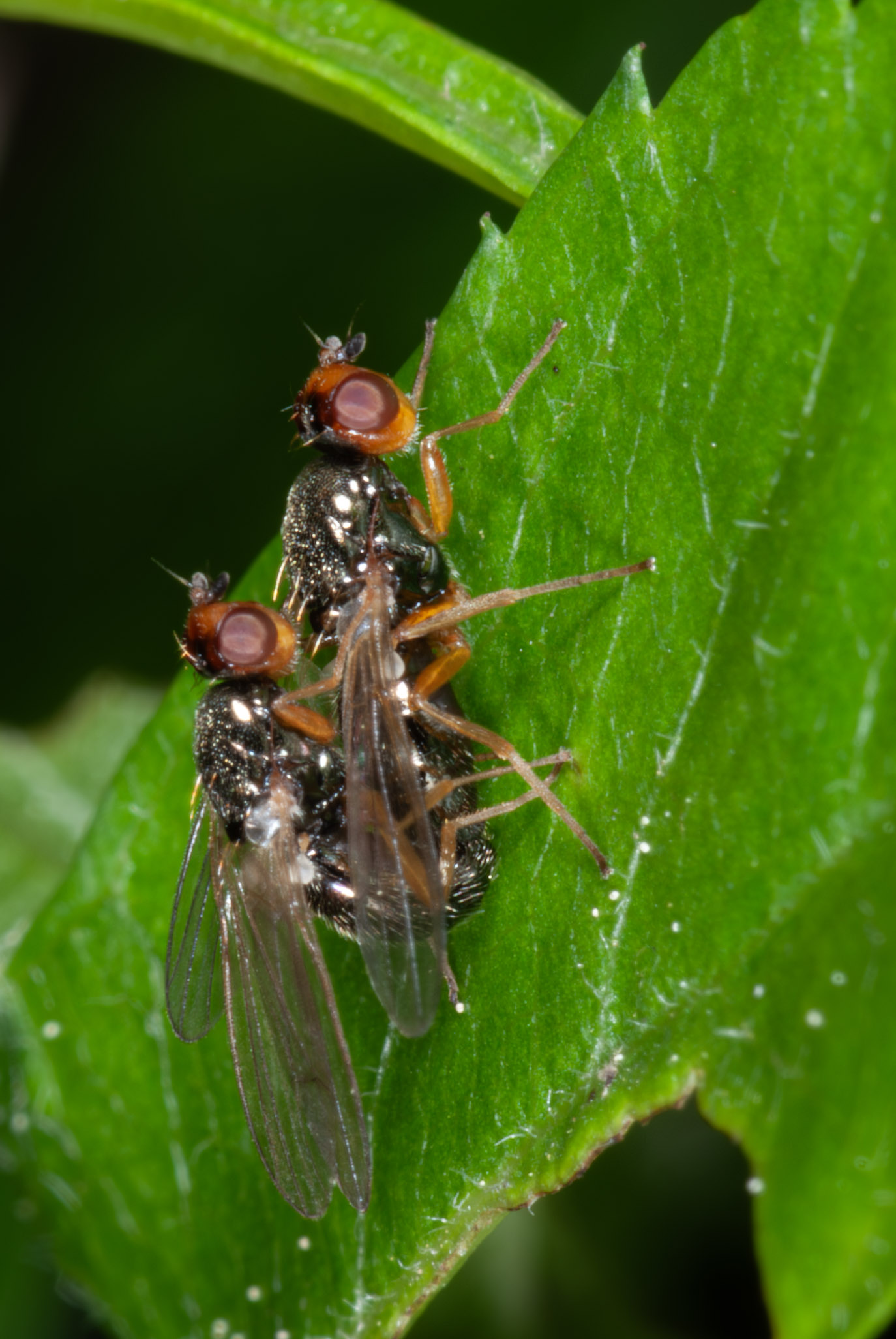 Chamaepsila sp.