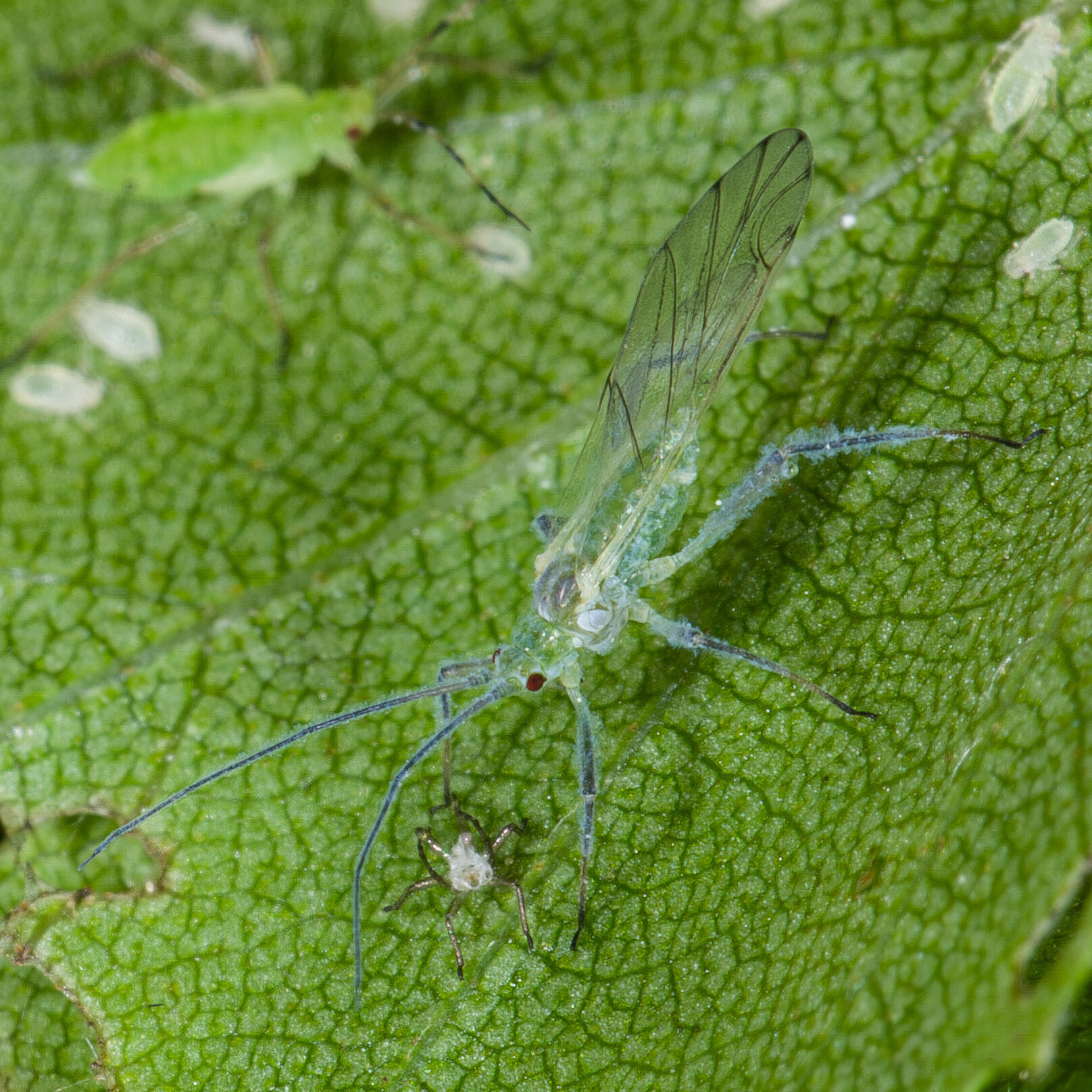 Euceraphis betulae