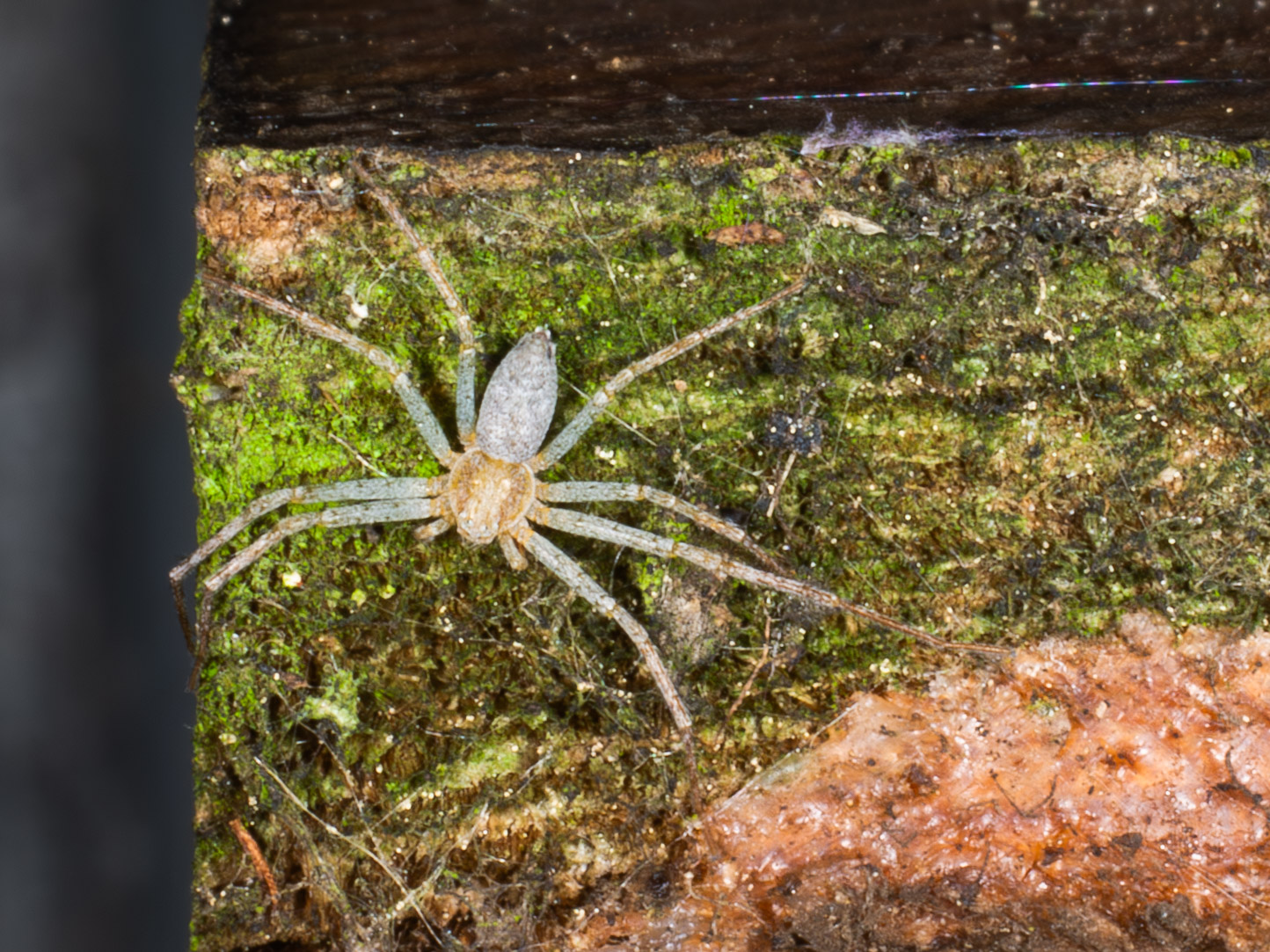 Philodromus albidus