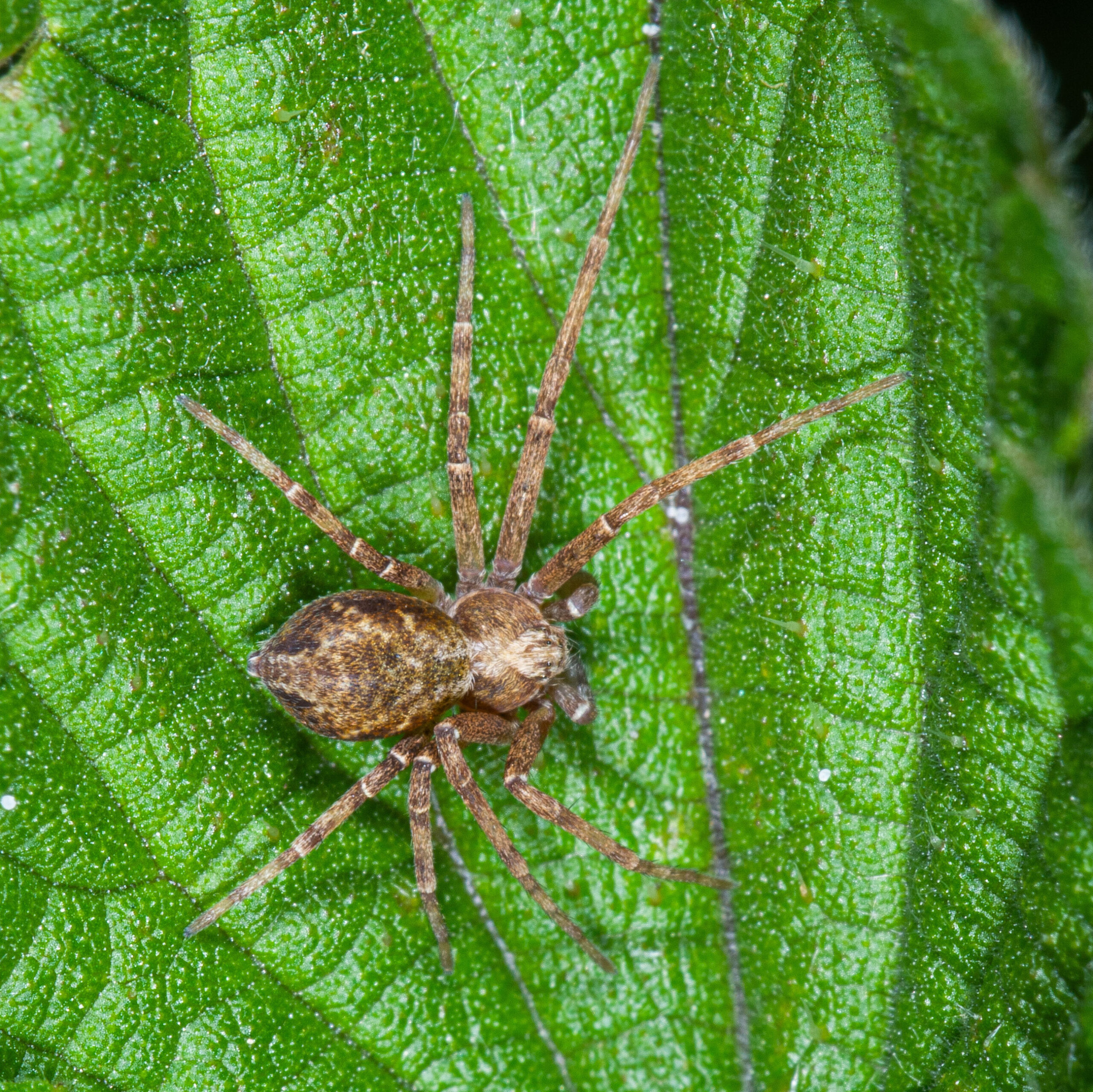 Philodromus sp.