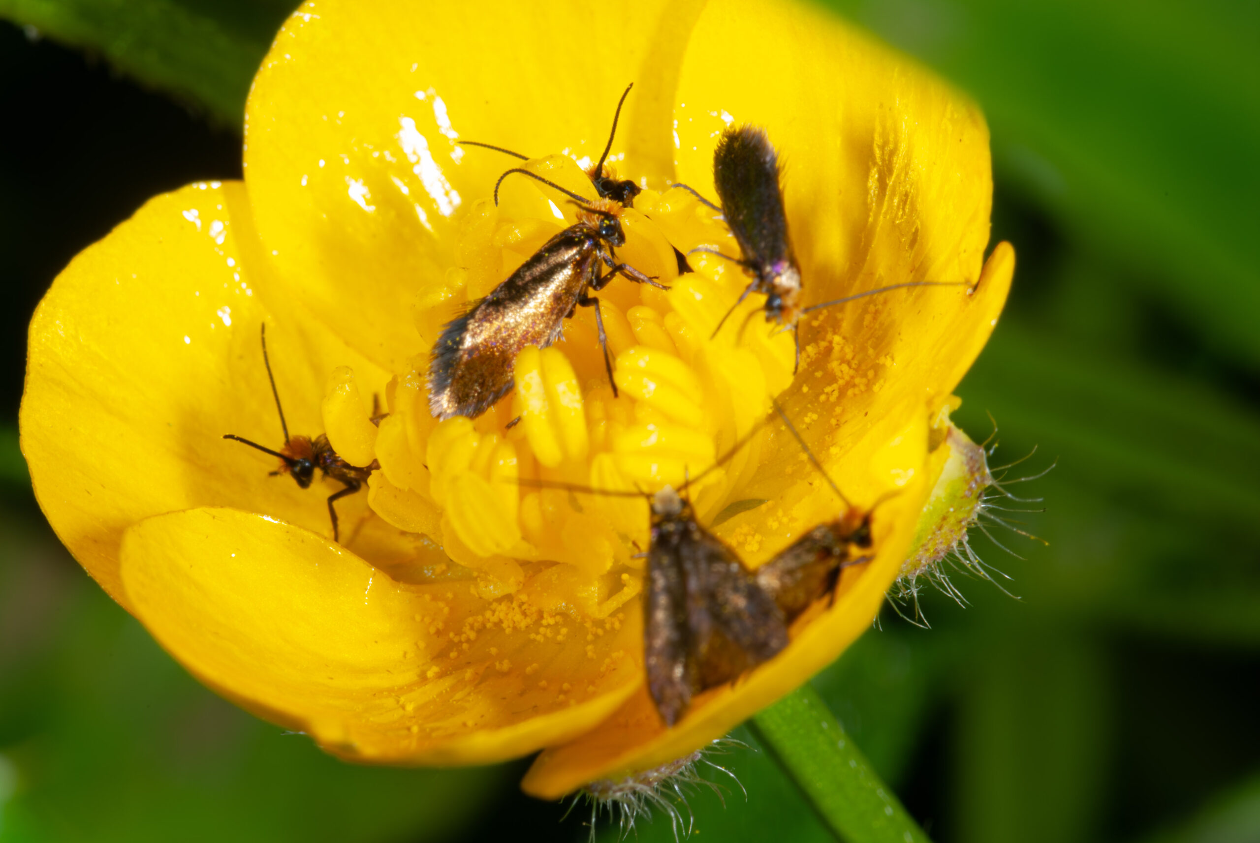 Micropterix calthella