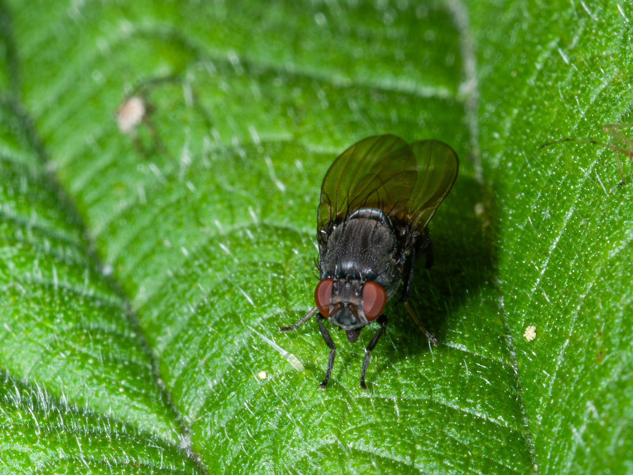 Minettia longipennis