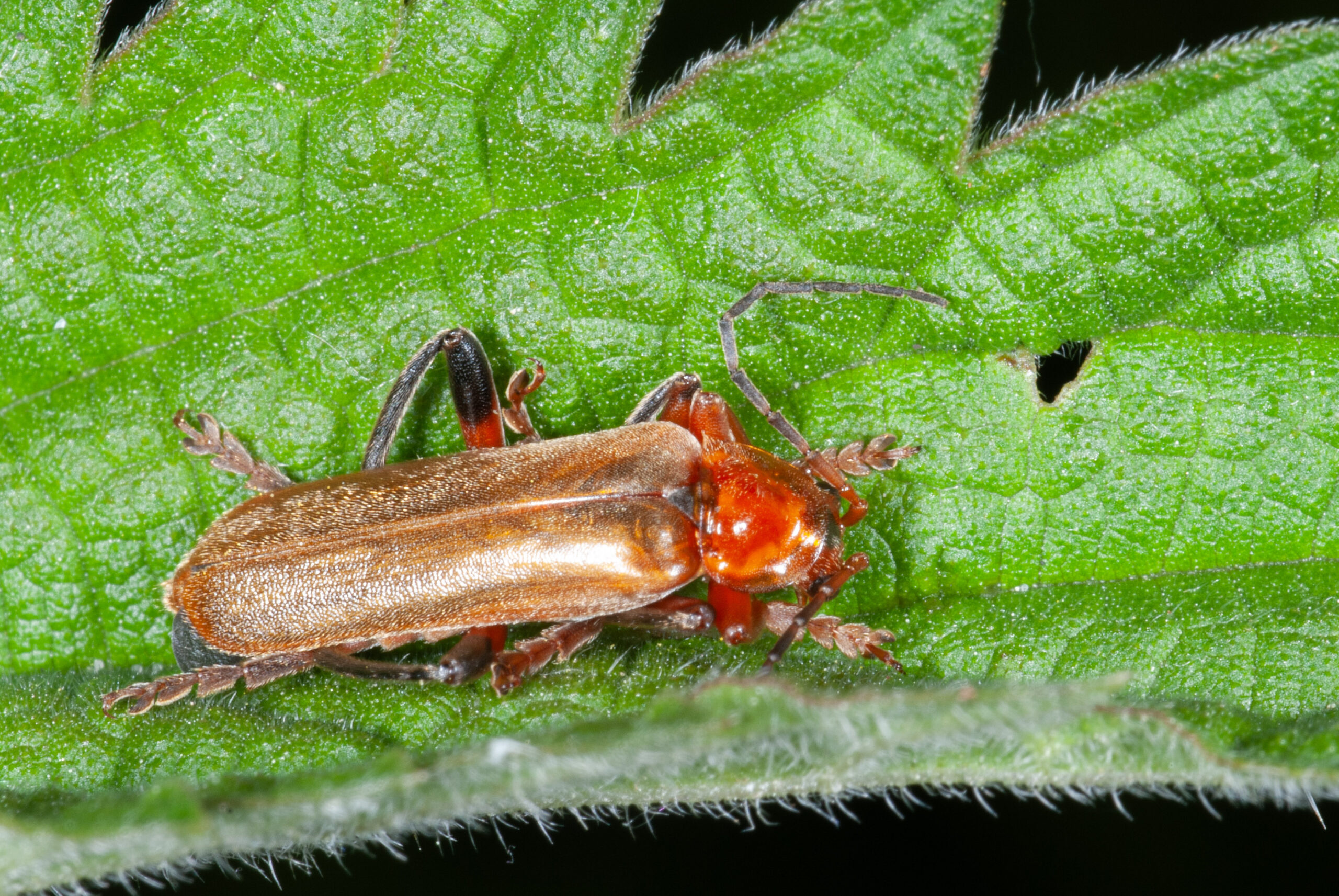 Cantharis livida