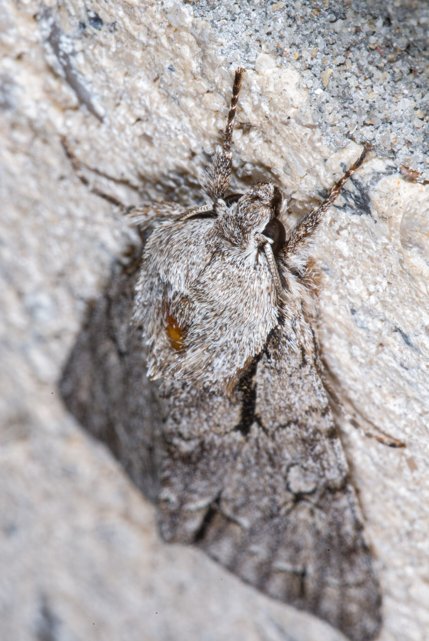 Acronicta psi