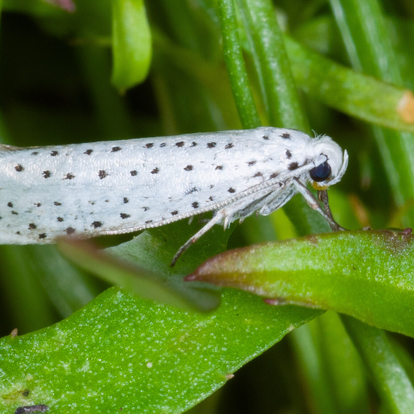 Yponomeuta evonymella