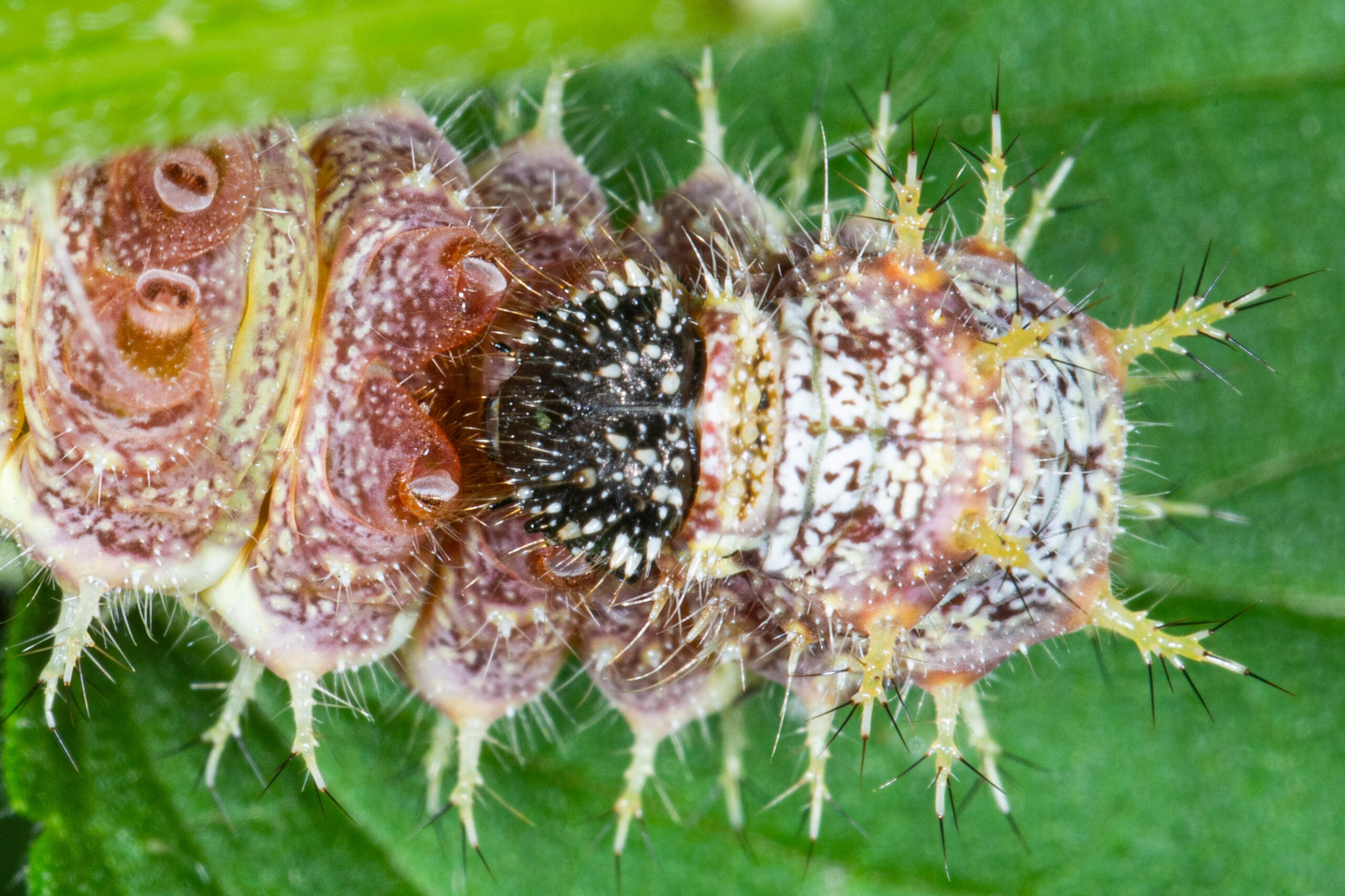 Vanessa atalanta