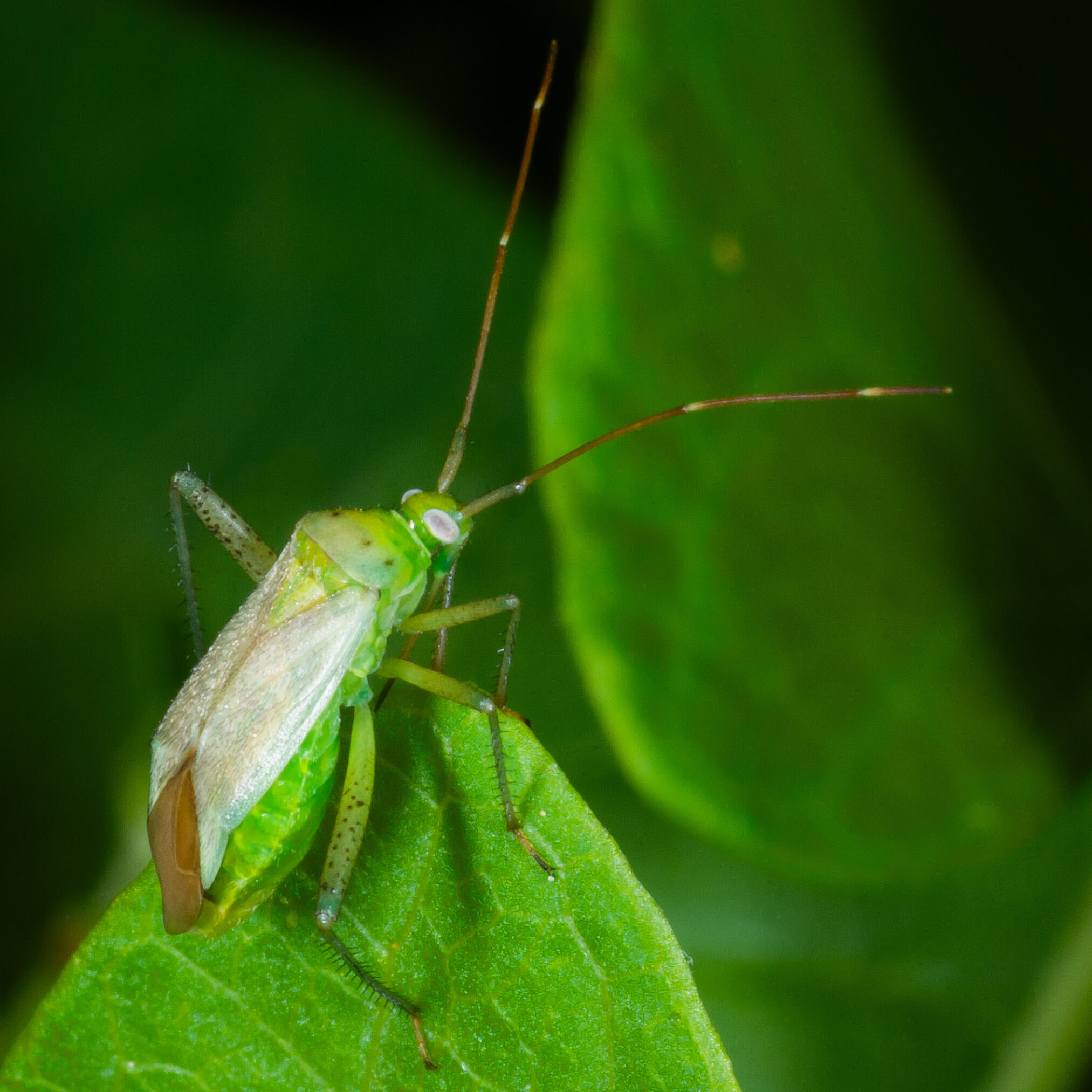 Adelphocoris quadripunctatus