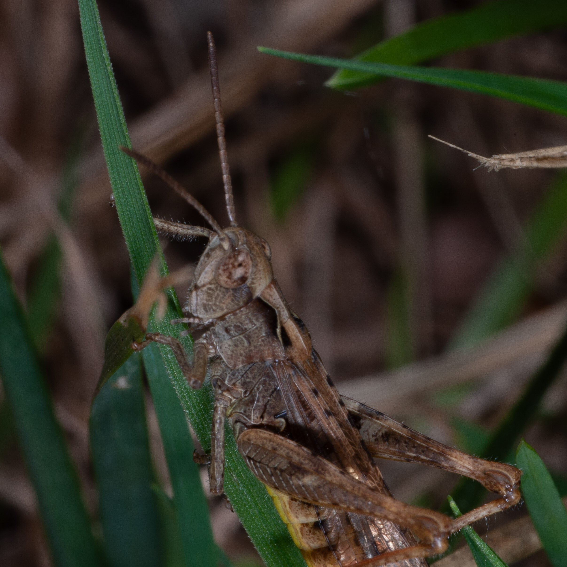 Chorthippus biguttulus