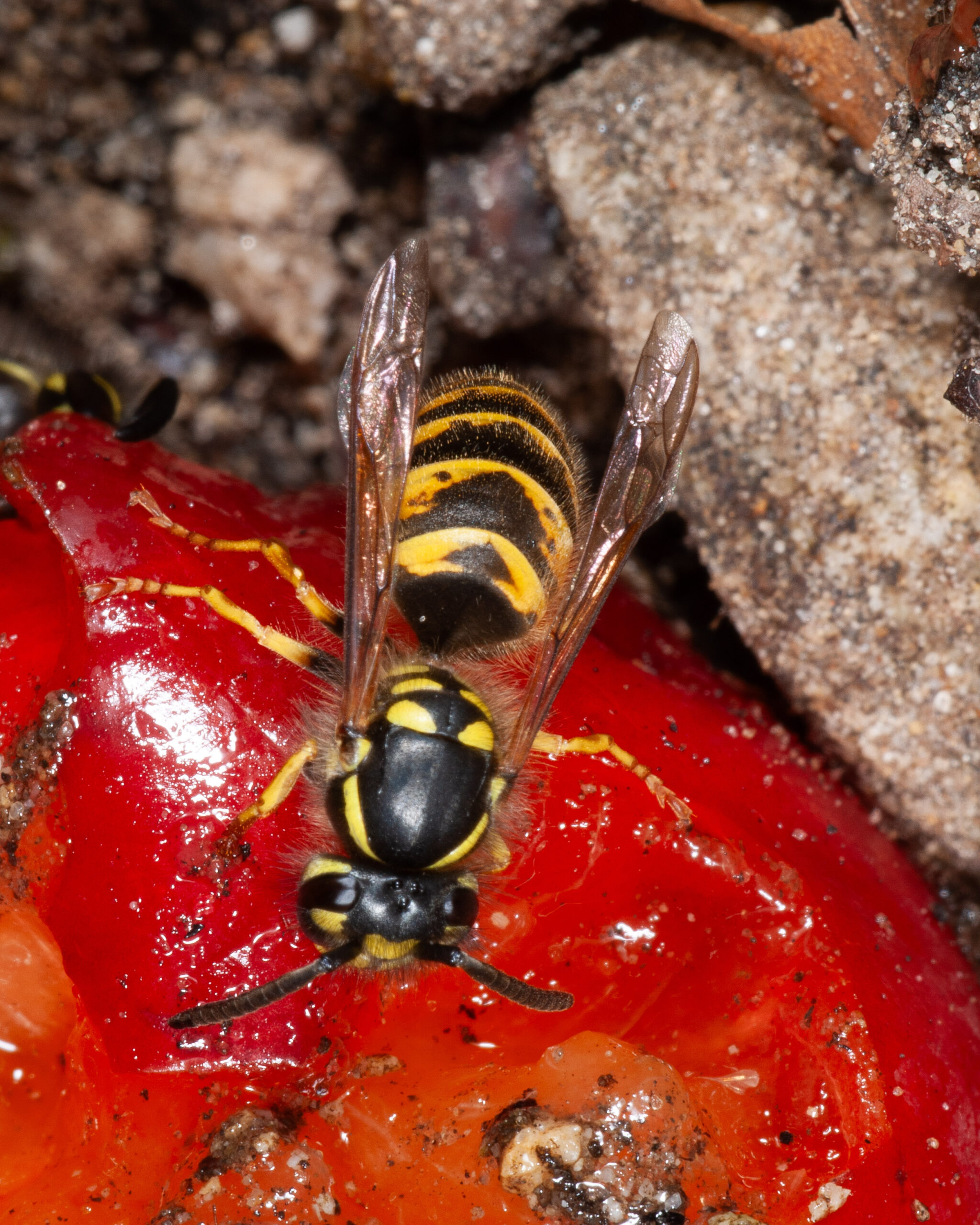 Vespula vulgaris