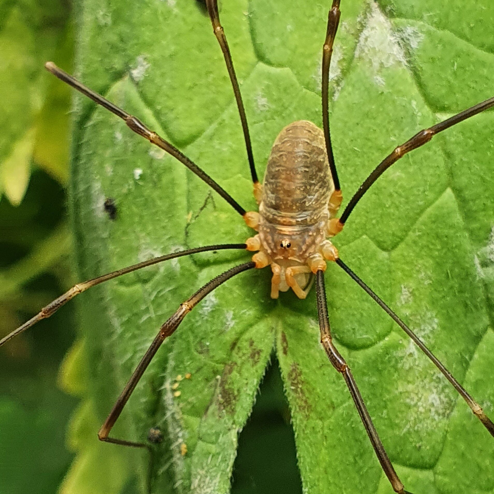 Opilio canestrinii