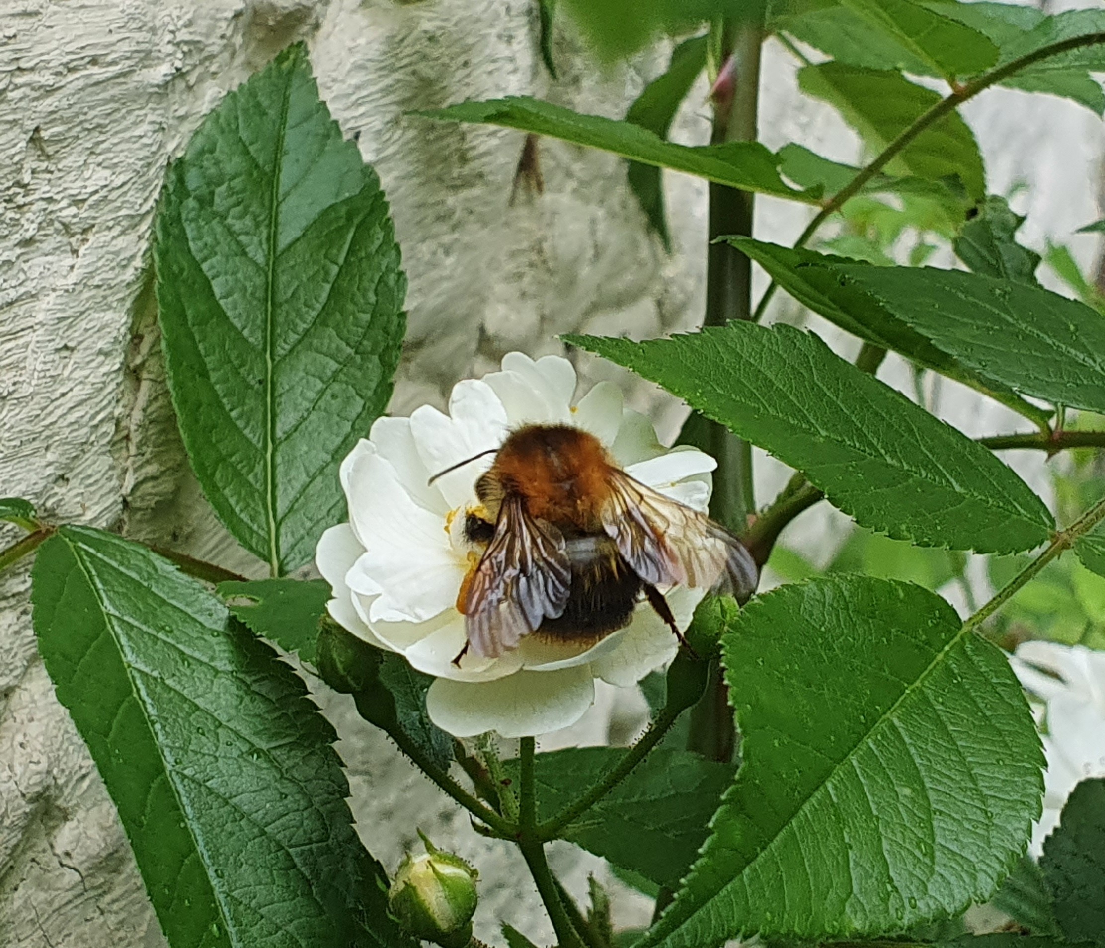 Bombus pascuorum