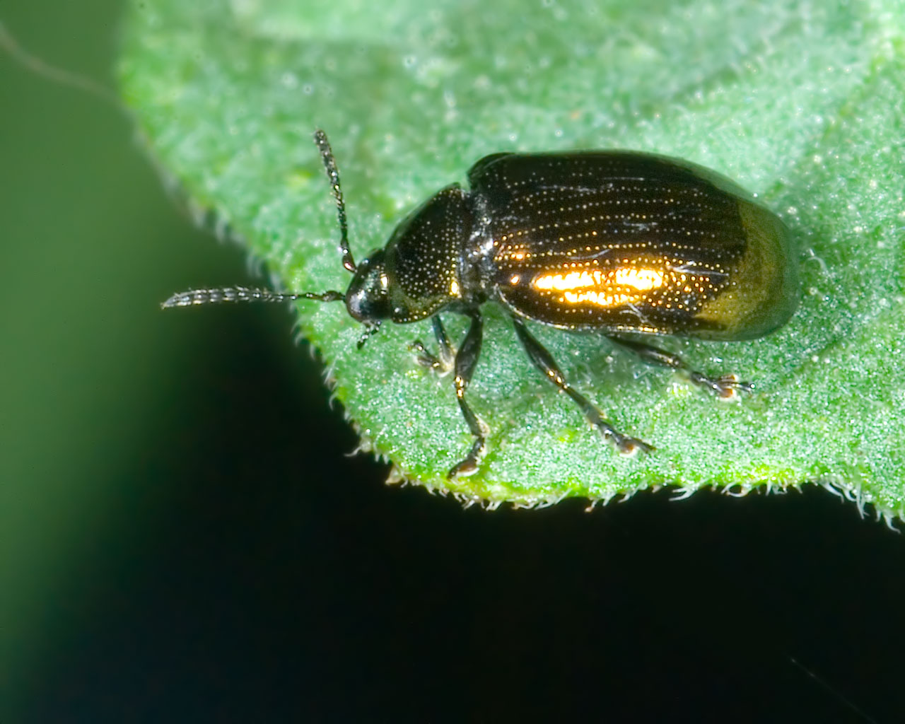 Chrysomelidae sp.