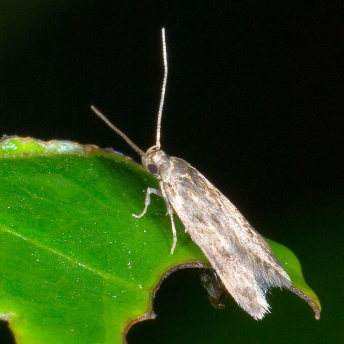 Borkhausenia fuscescens