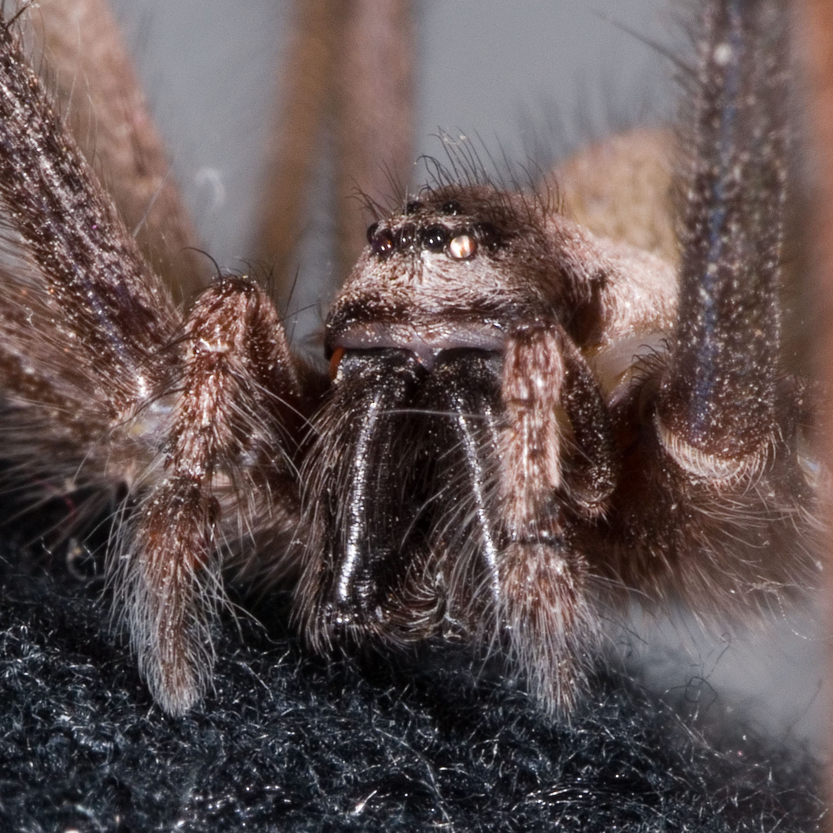 Tegenaria parietina