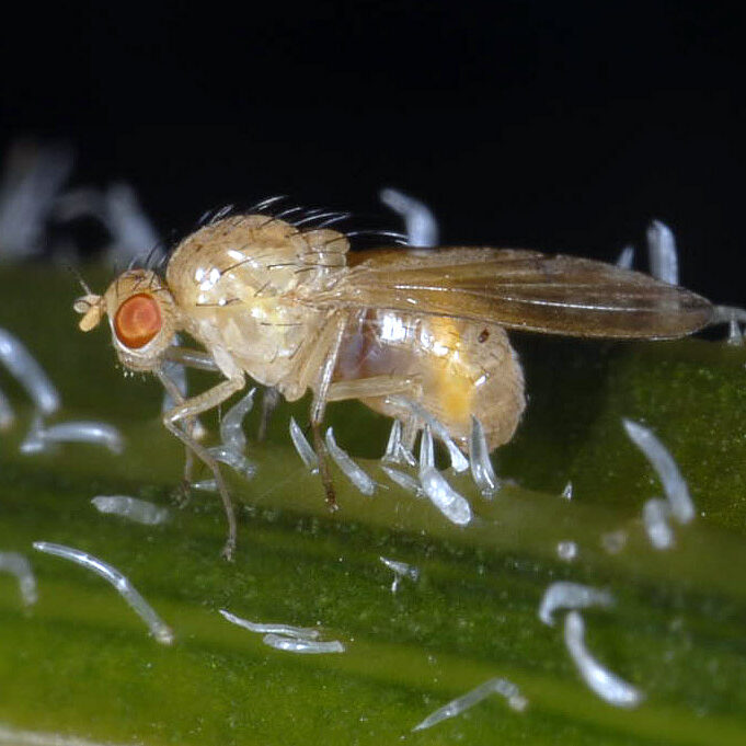 Meiosimyza decempunctata