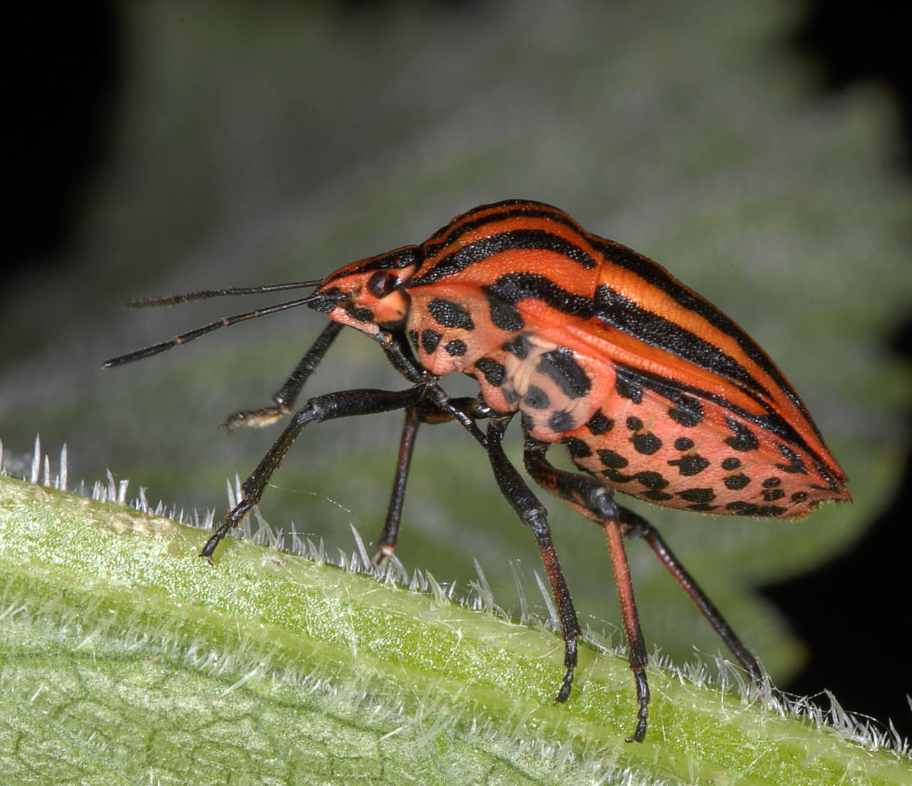 Graphosoma italicum