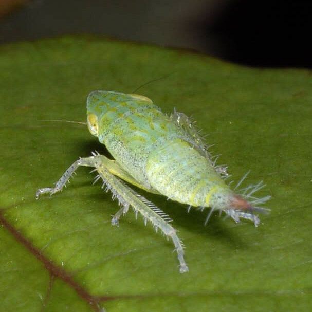 Fieberiella florii