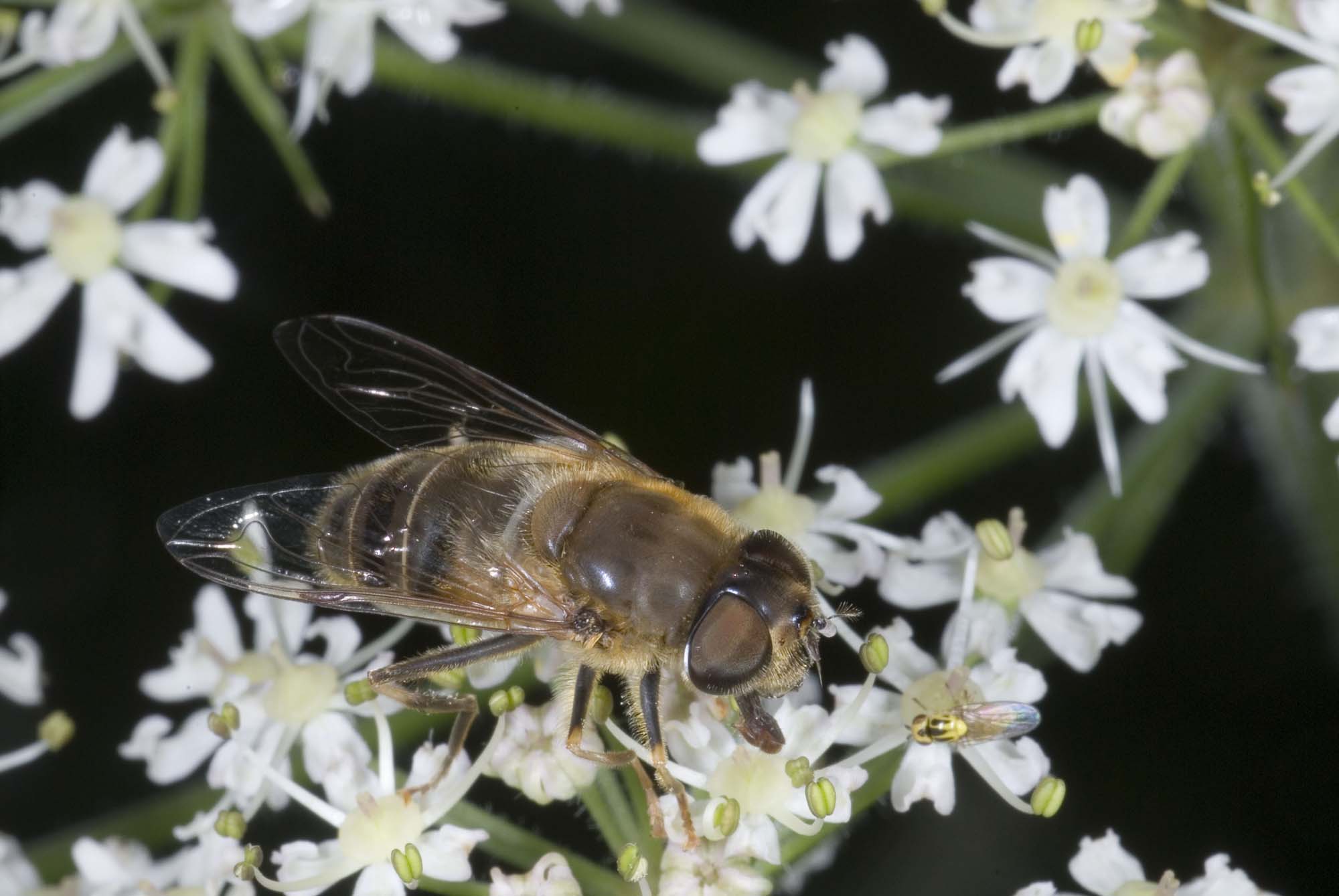 Eristalis pertinax